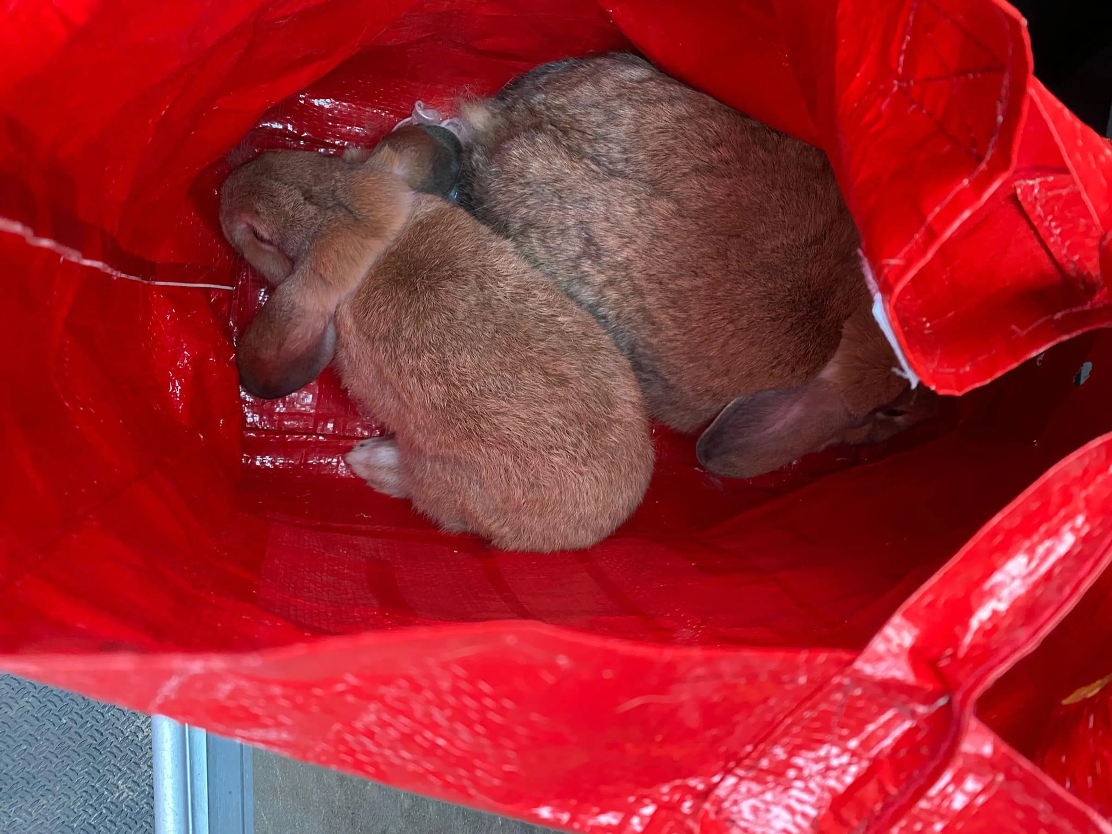 Twee konijntjes gedumpt in groene kliko in Ermelo