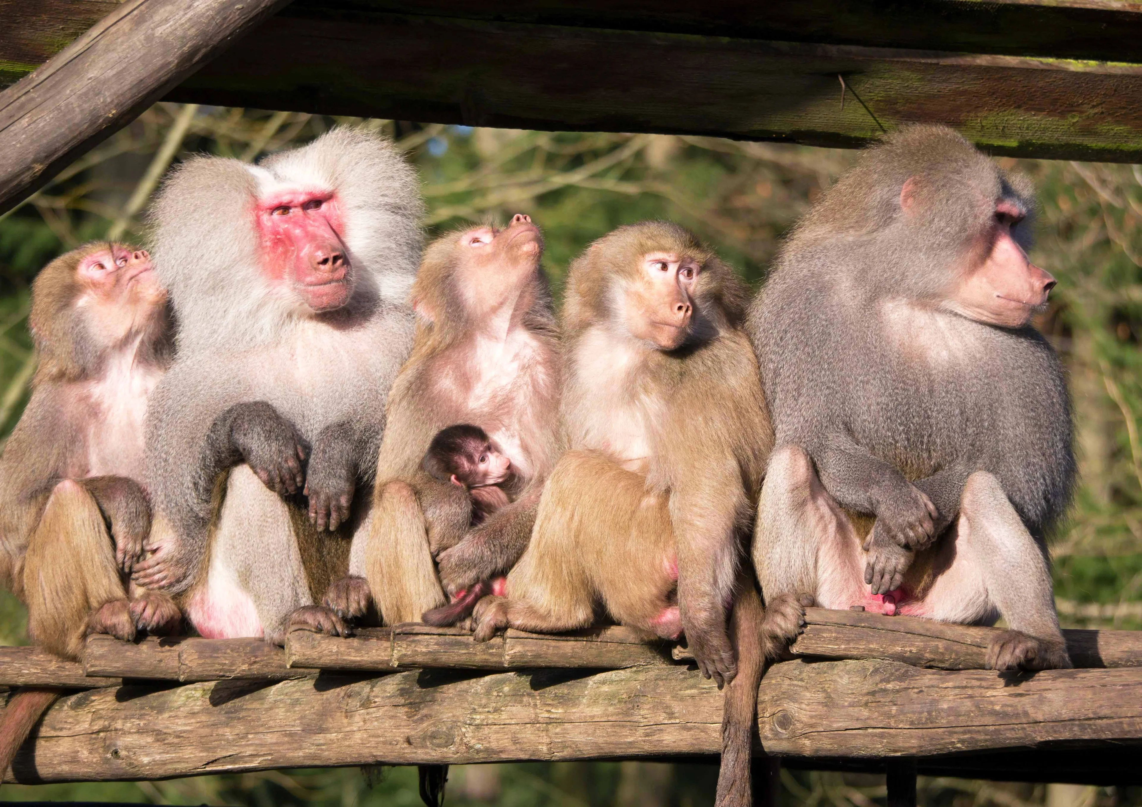 Dierenpark Amersfoort spot ruim 311.000 bewoners tijdens jaartelling