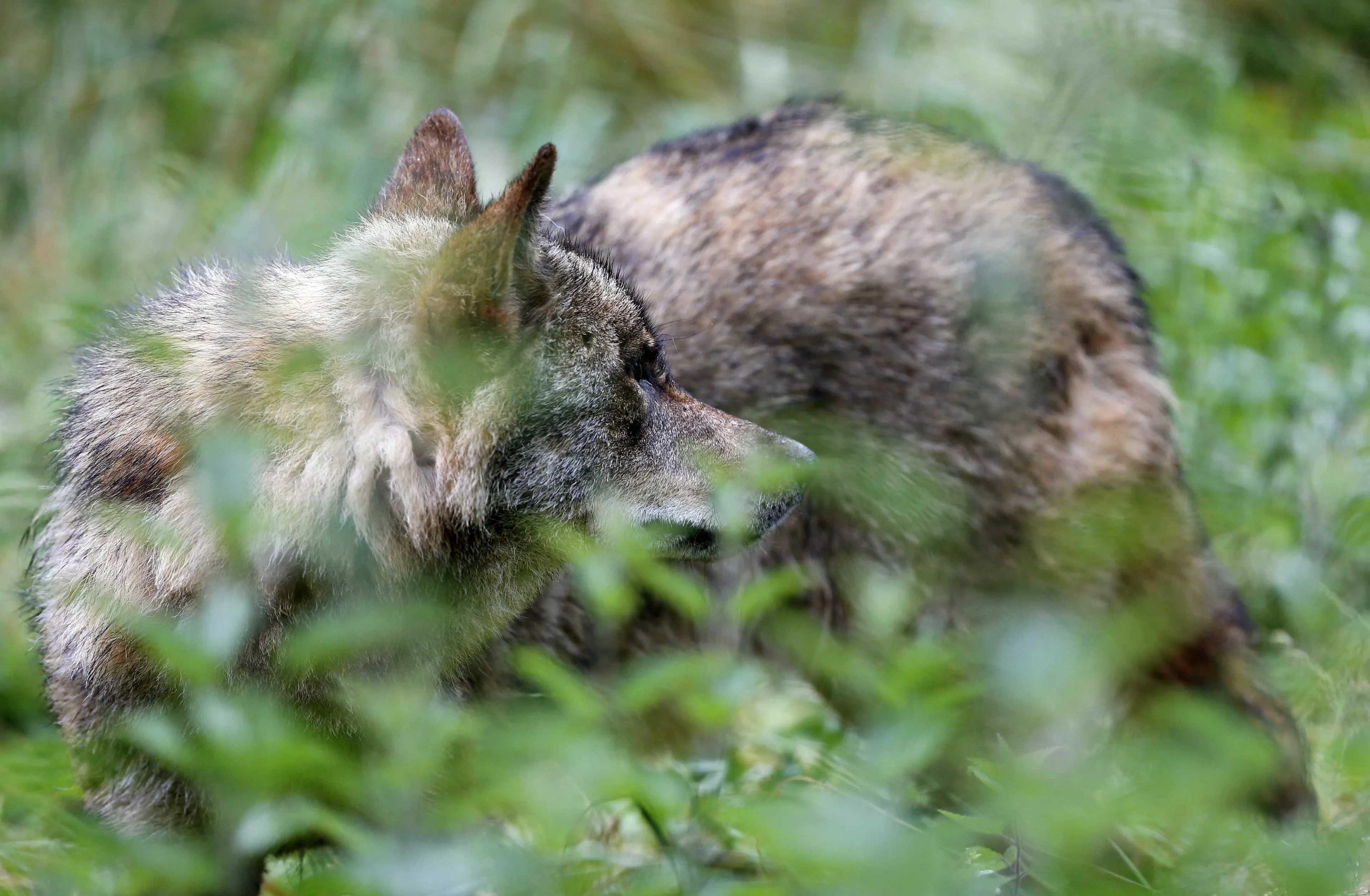 Nederlanders verheugd over de wolf: bijna de helft hoopt roofdier in natuur te zien