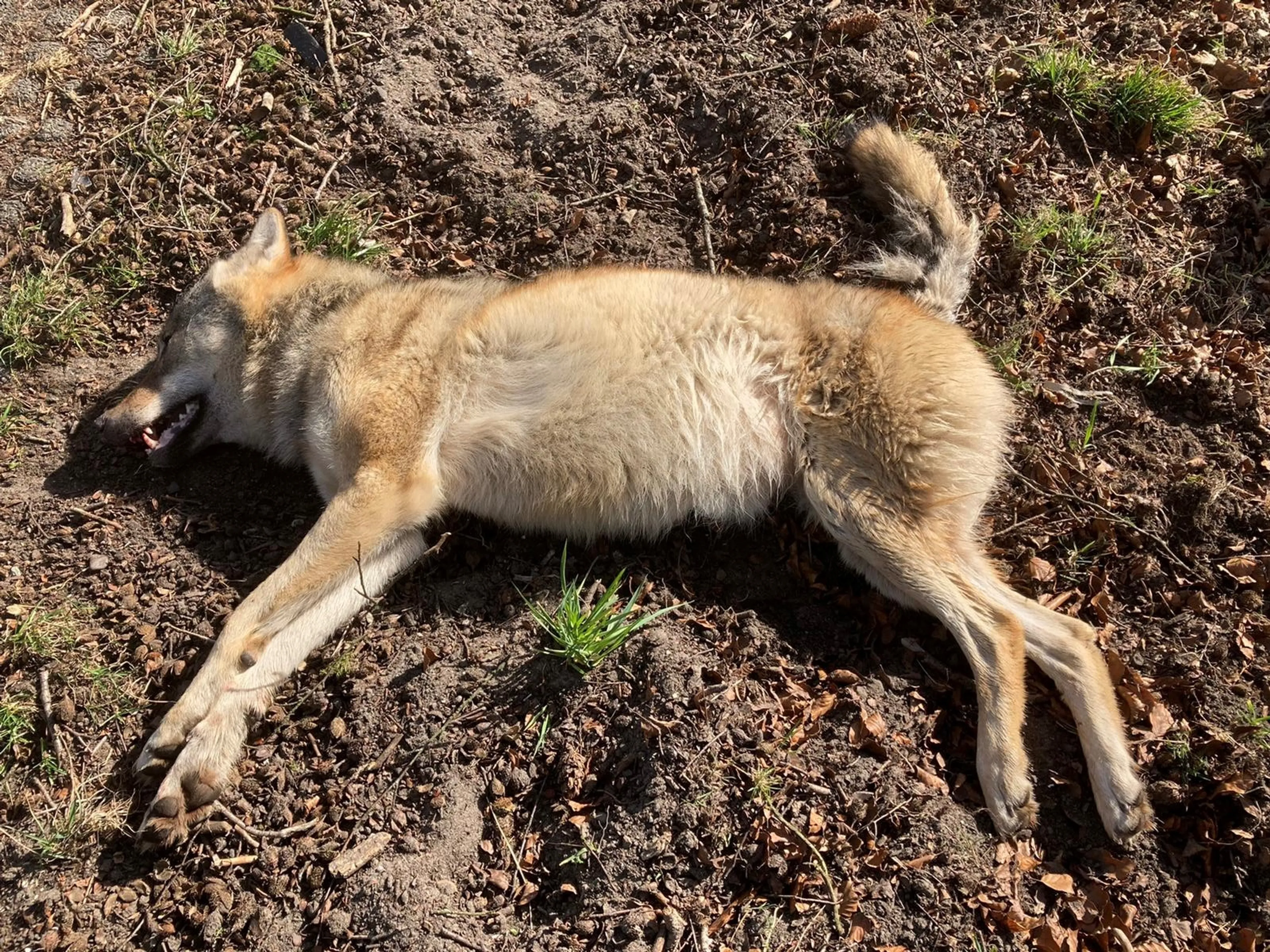 Doodgereden wolvin was vrijwel zeker zwanger en in paniek