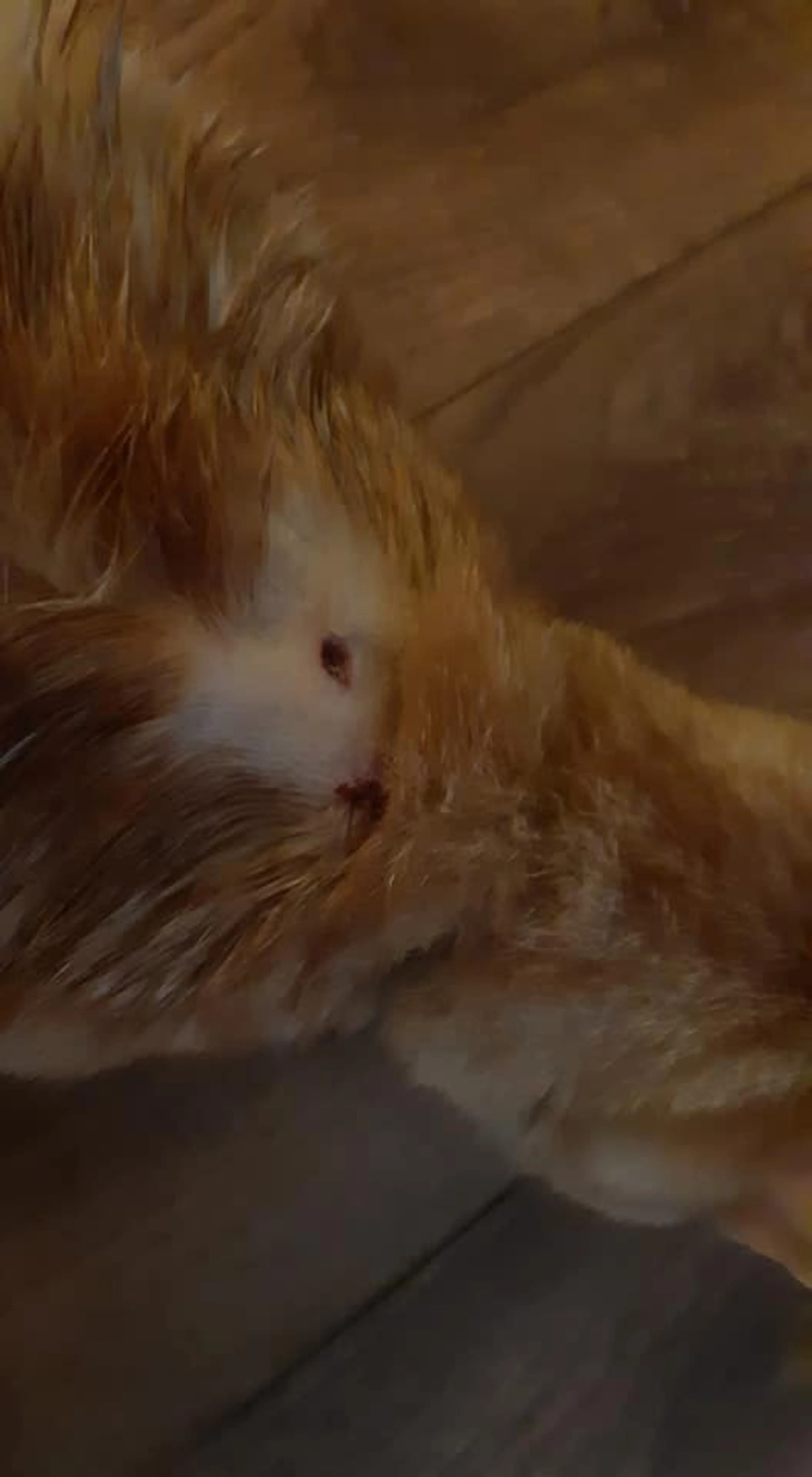 Beschieting kat in Hedel wakkert angst aan voor meer slachtoffers: 'Komt onze kat wel heelhuids thuis?'