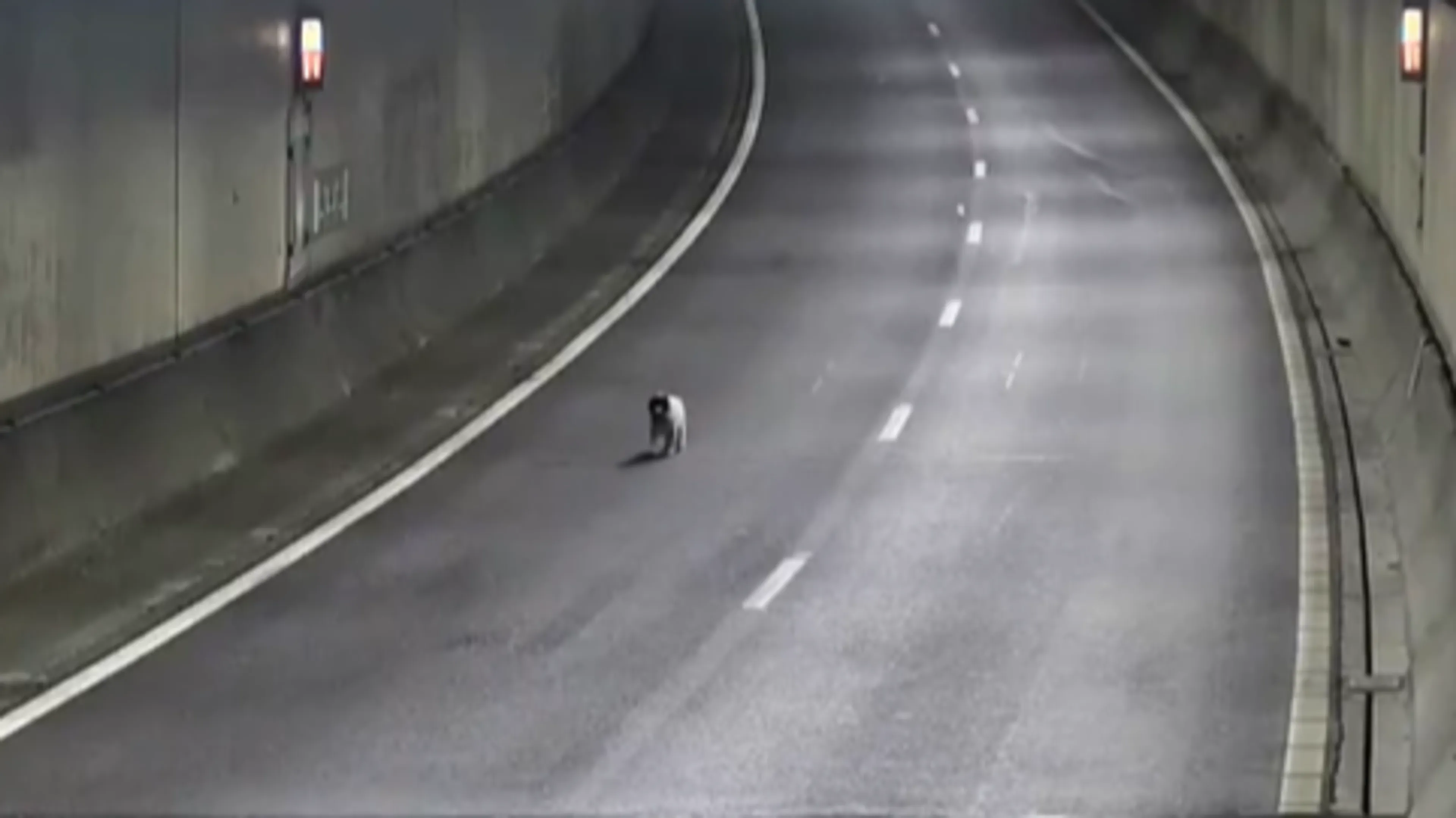 Hond wandelt Drechttunnel op A16 in, verkeer moet wachten