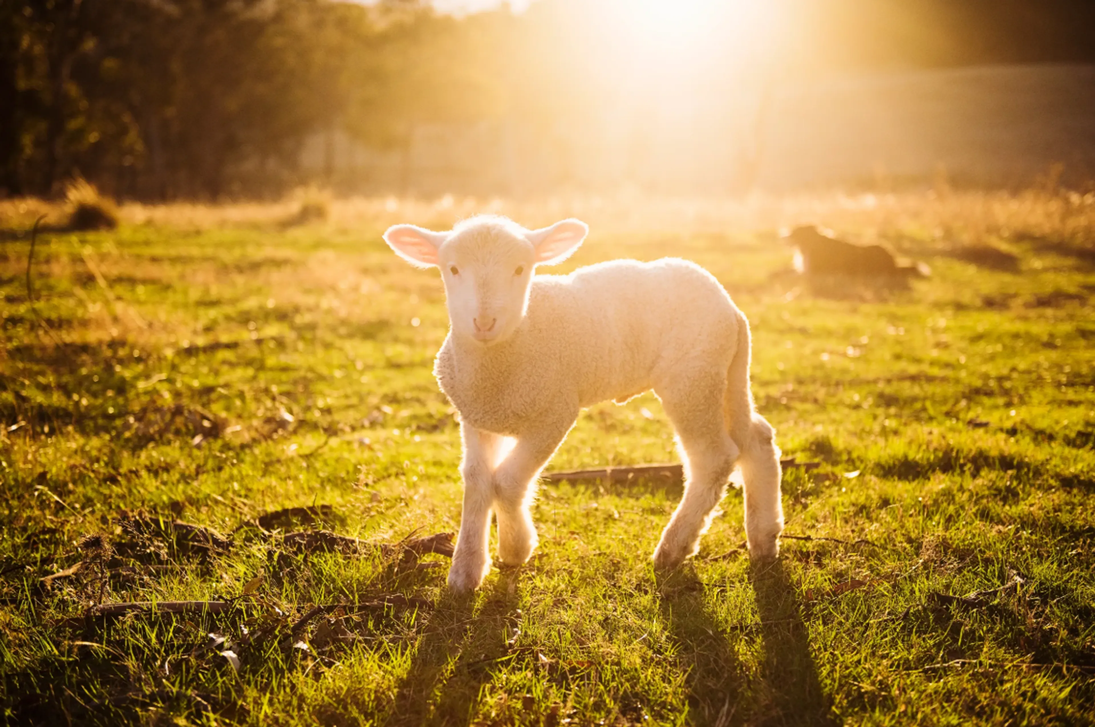 Schapenhouders door heel het land slaan alarm: lammetjes met kromme poten en bochels geboren