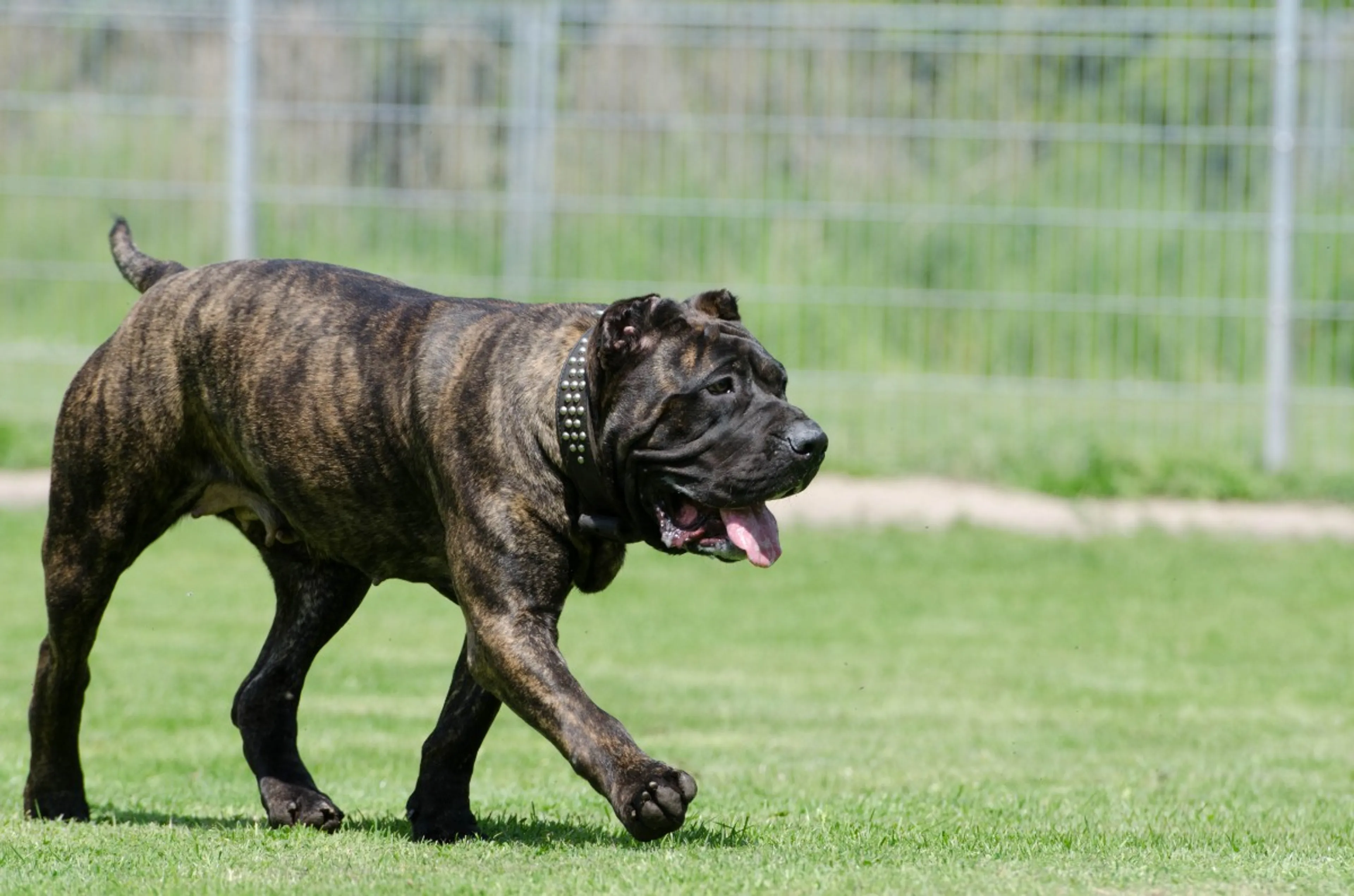 Agressieve hond die agent aanvalt doodgeschoten in 's-Heerenberg