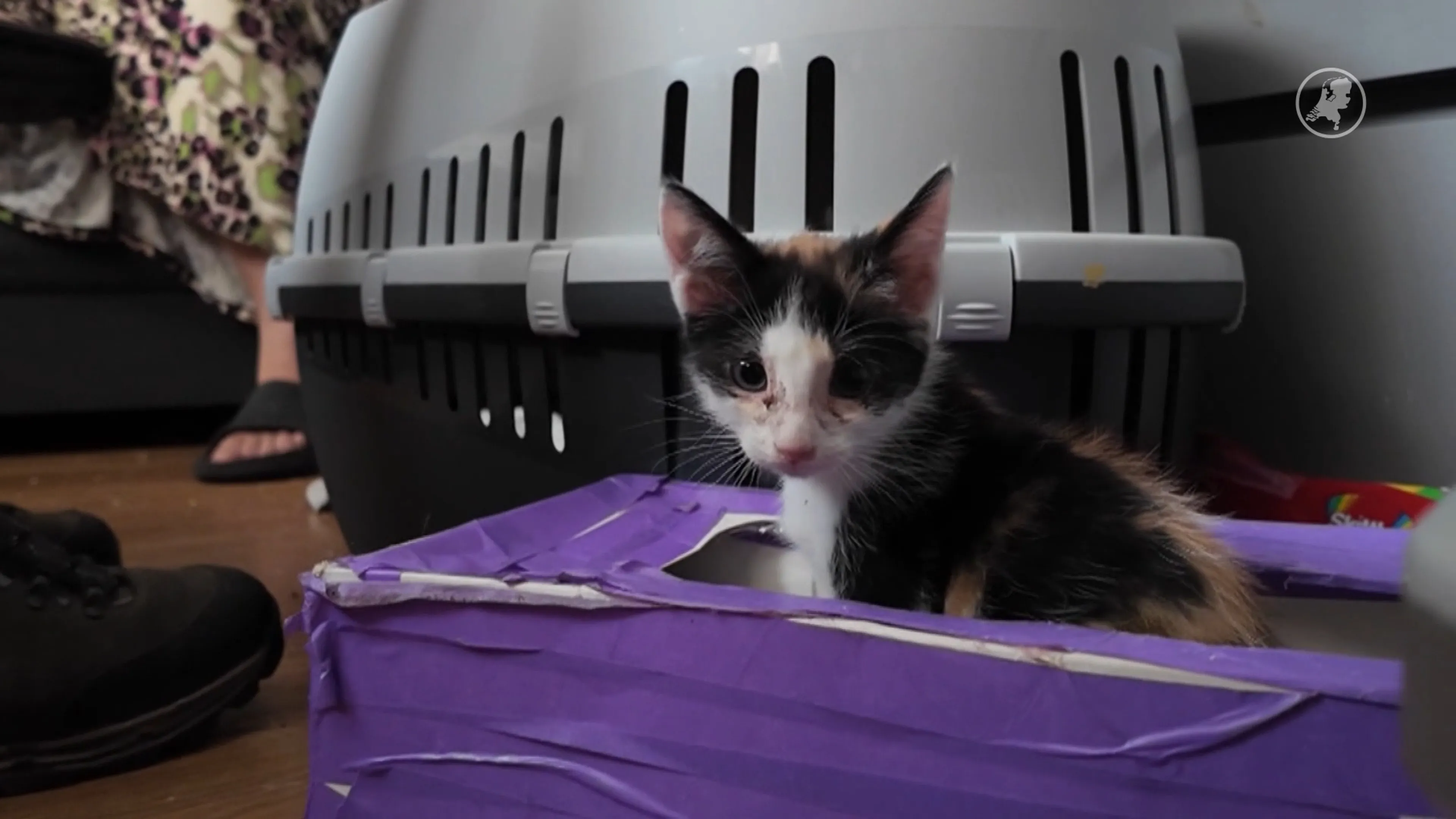 Kijk mee: zo onderzoekt de diereninspectie een melding