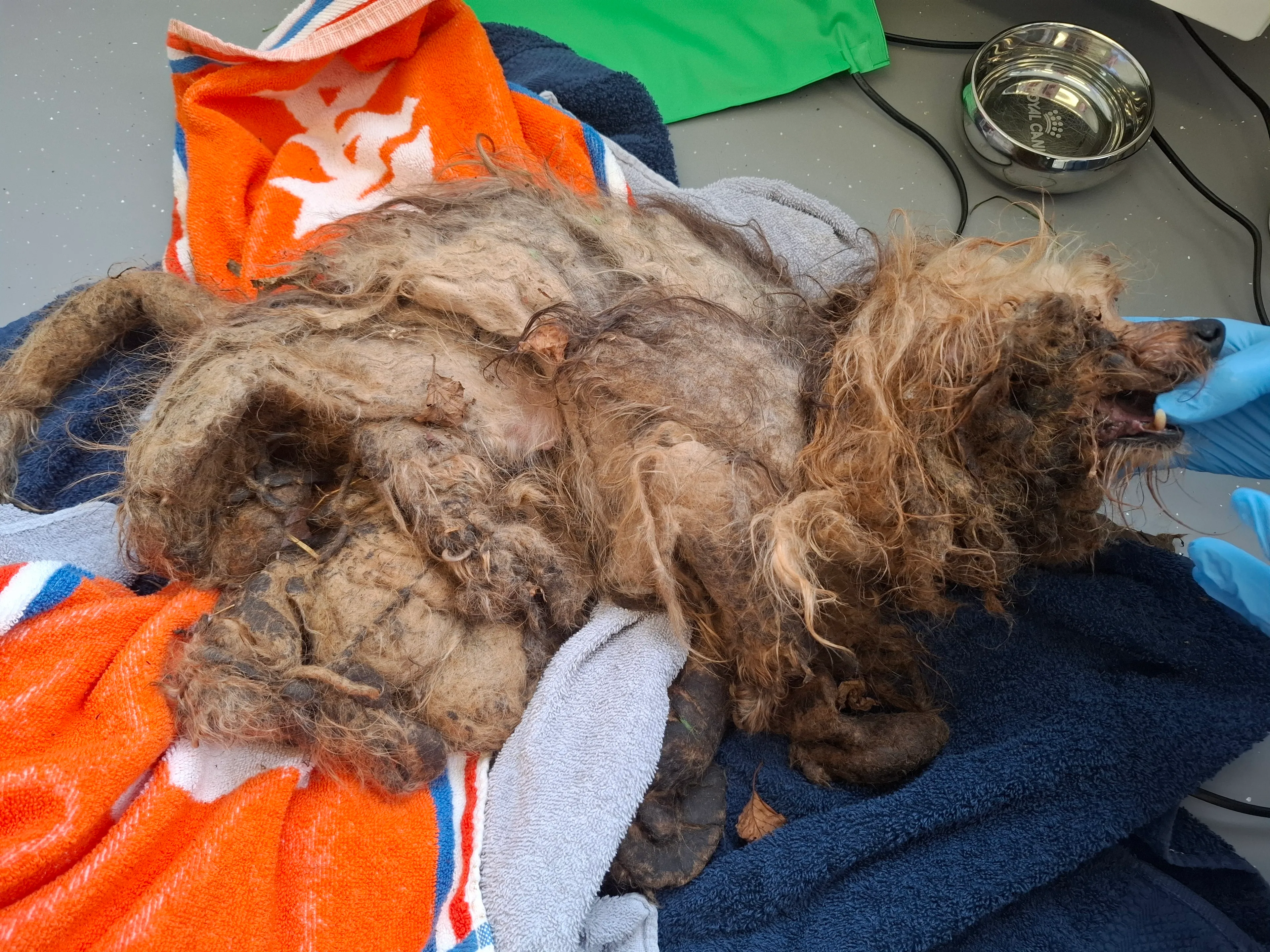Zeer ernstig verwaarloosd schoothondje met totaal verklitte vacht gedumpt in Berkenwoude
