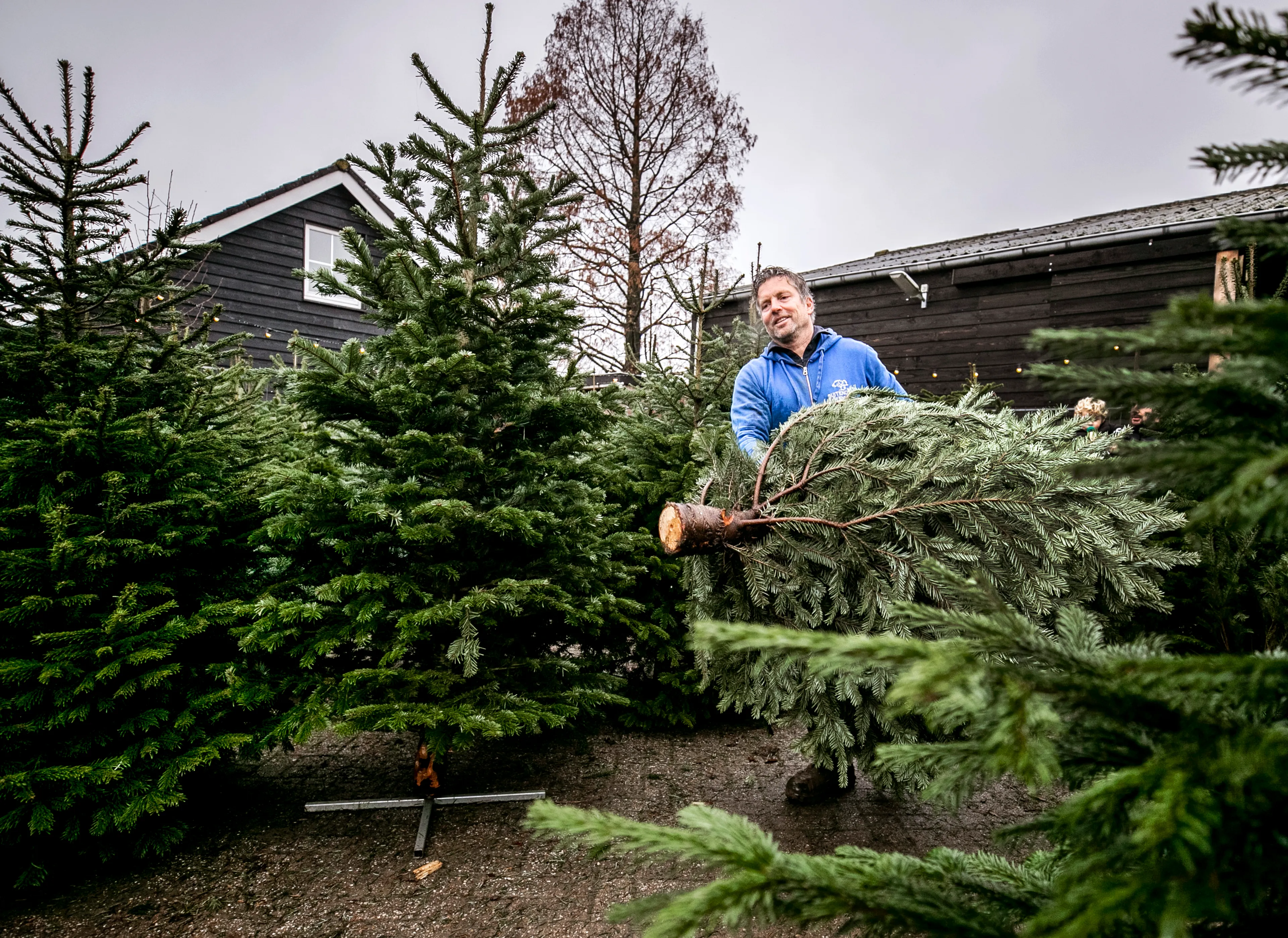 Nederlandse kerstbomenkwekers verwachten stijging in vraag naar echte bomen