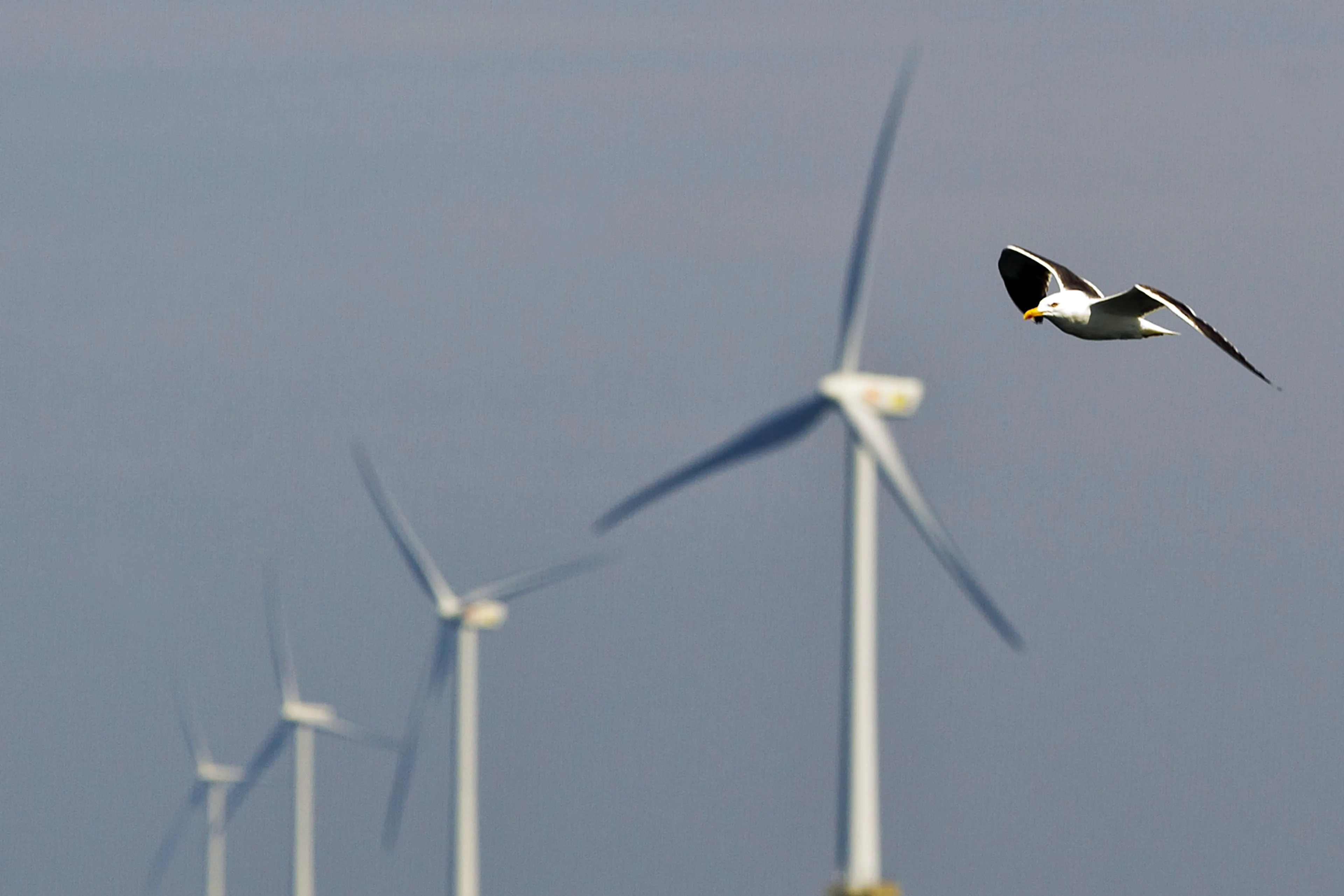 Trekvogels leggen windmolens stil, energieproductie tijdelijk omlaag