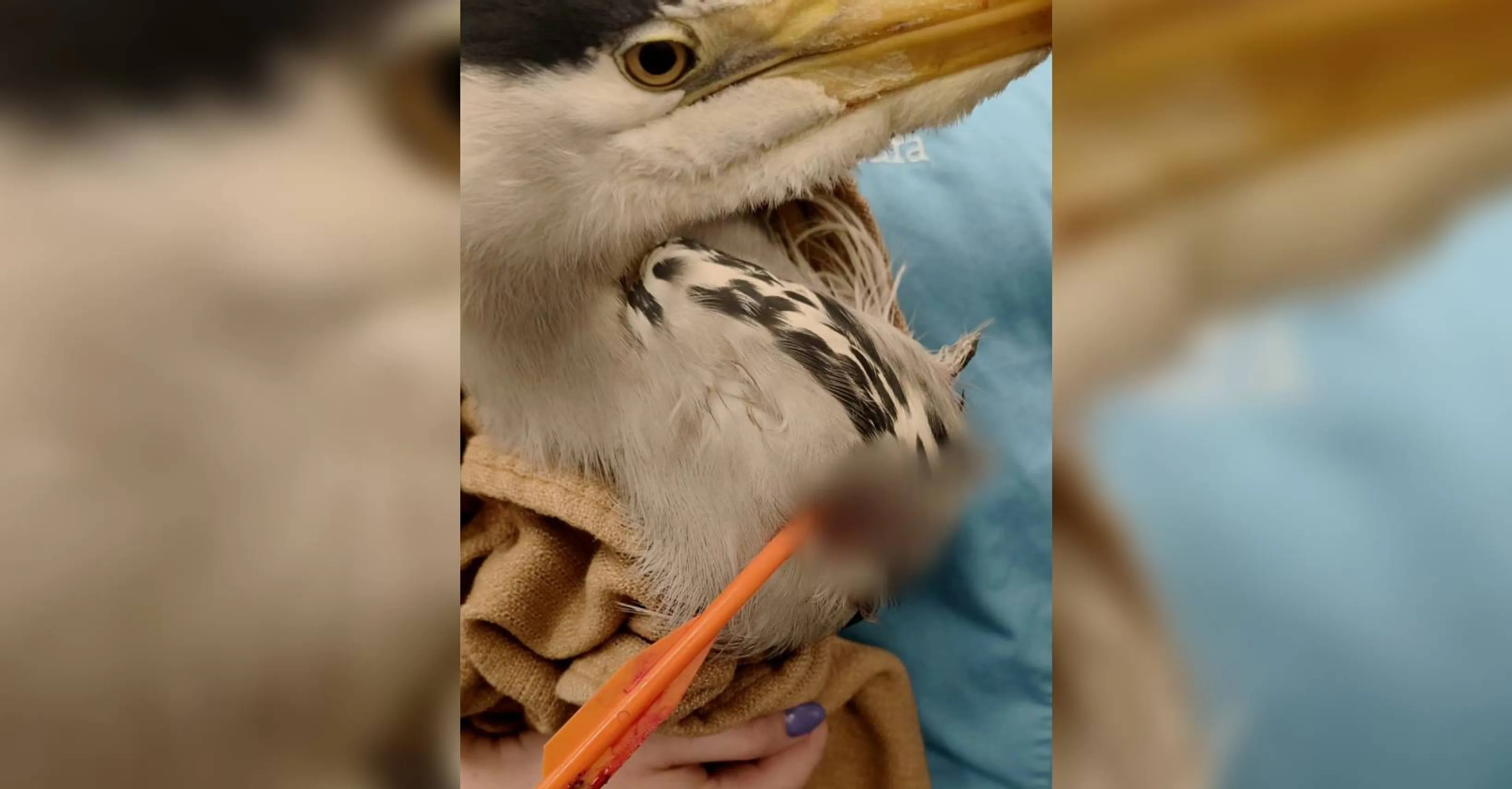 Reiger doodgeschoten in Voorschoten, waarschijnlijk kruisboog gebruikt