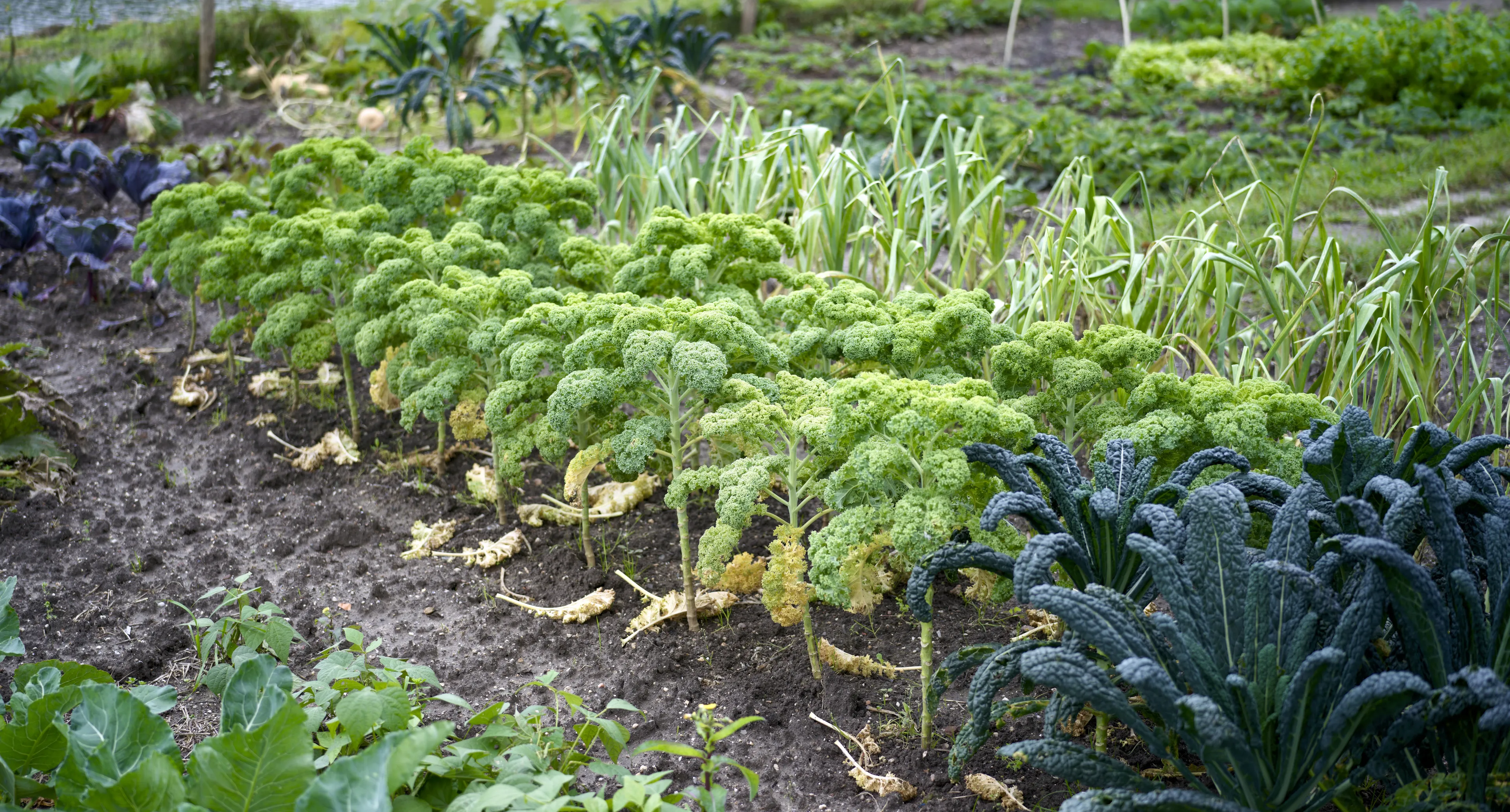 Advies GGD: eet niets uit omgeving vliegveld Rotterdam om PFAS
