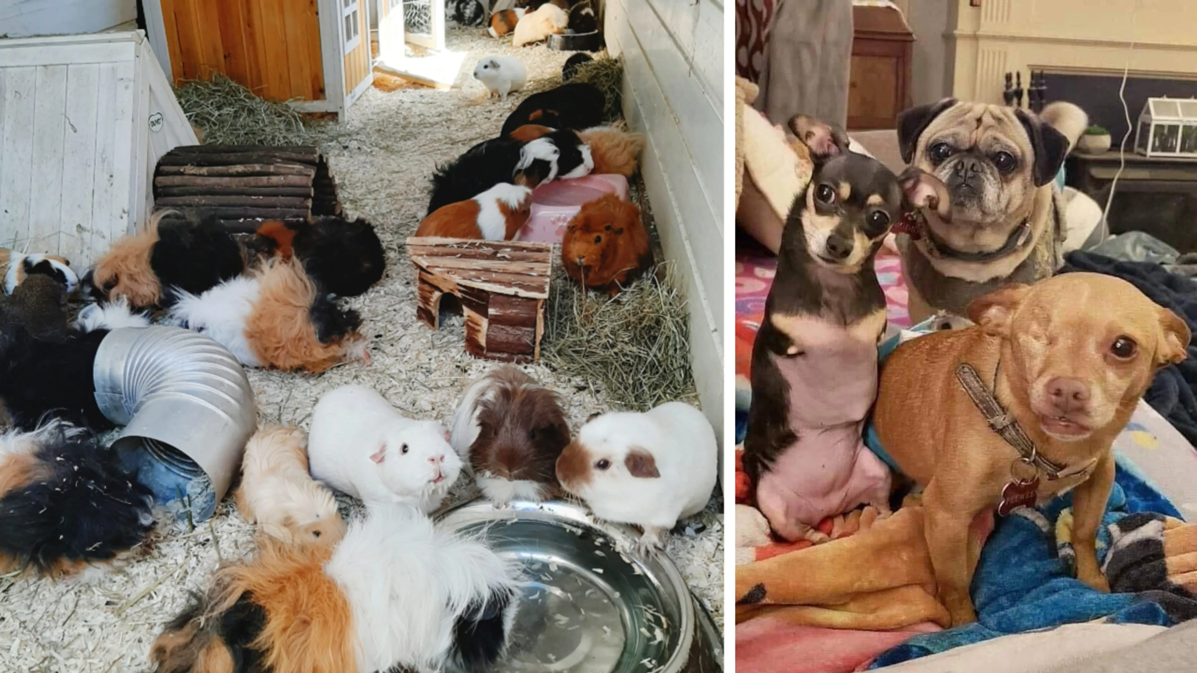 Priya en haar 81 dieren dreigen op straat te belanden: 'Ze hebben allemaal een rugzakje'
