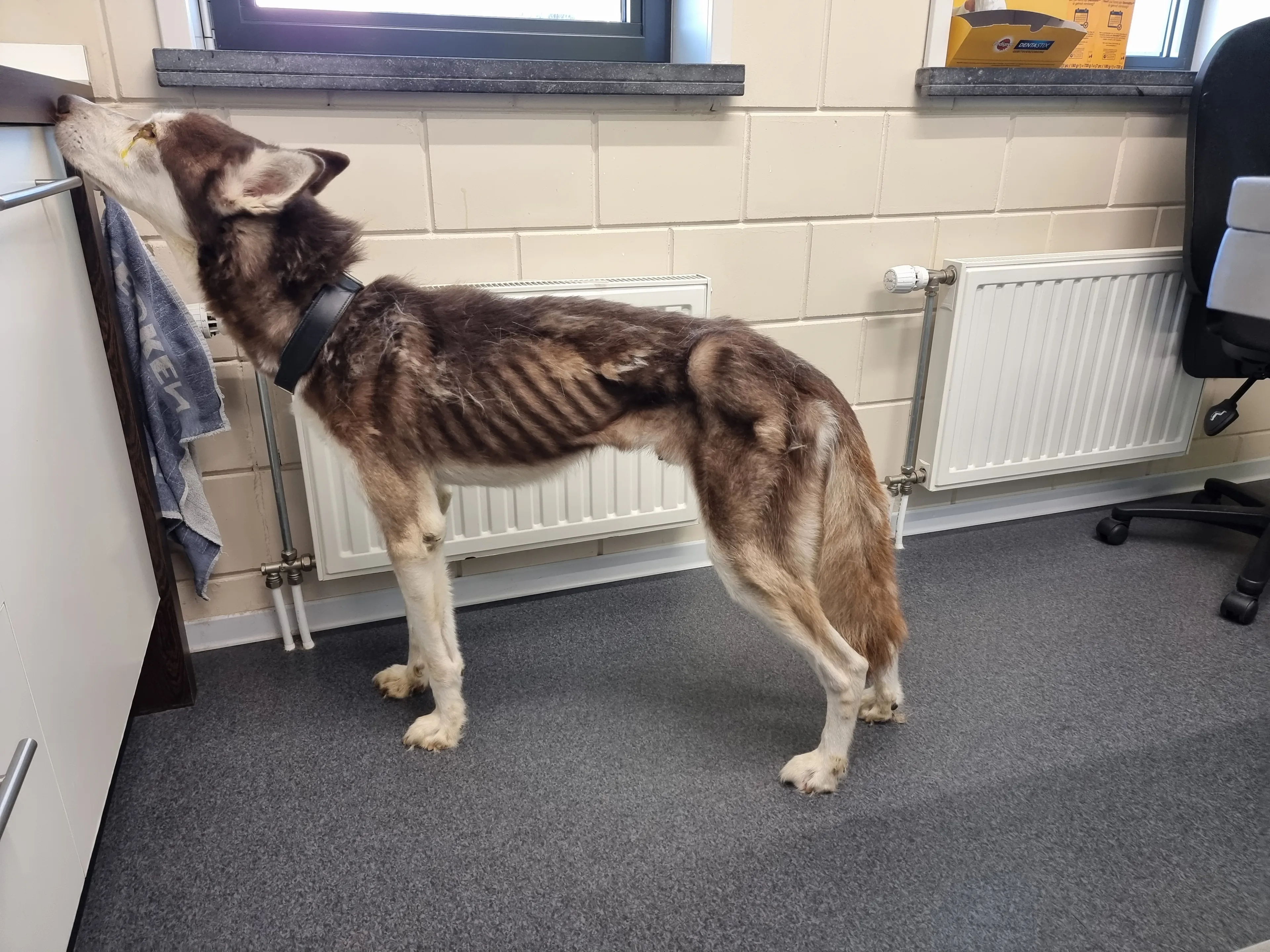 Uitgemergelde husky weggehaald bij baasje: 'Als je hond er zo uitziet, breng je hem naar de dierenarts'