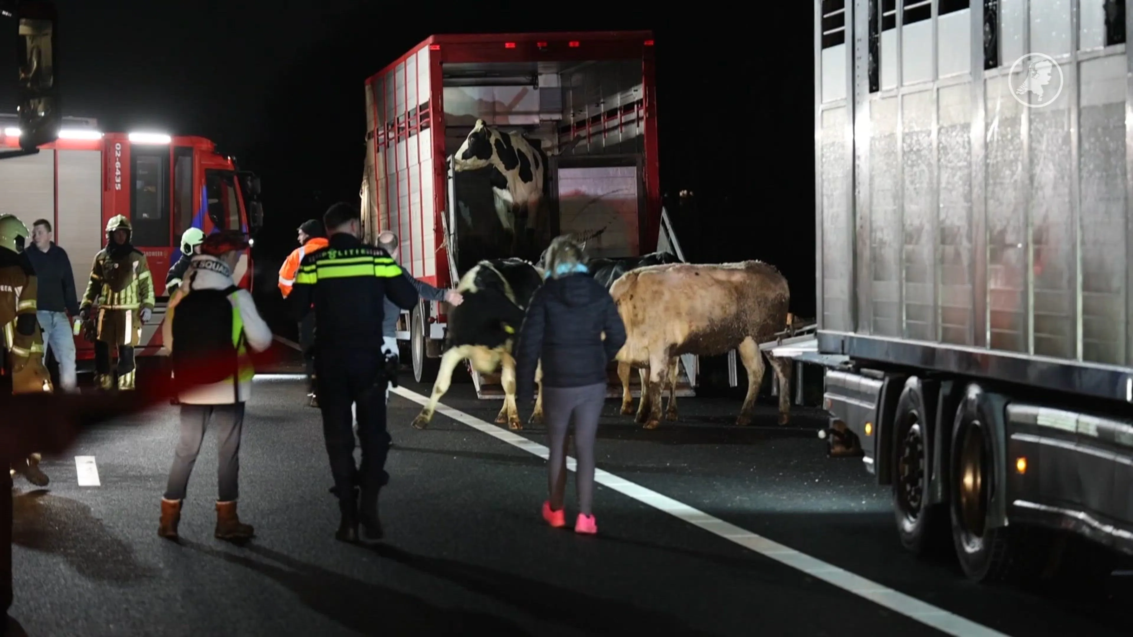 A7 afgesloten bij Oudehaske: vrachtwagen met koeien in brand