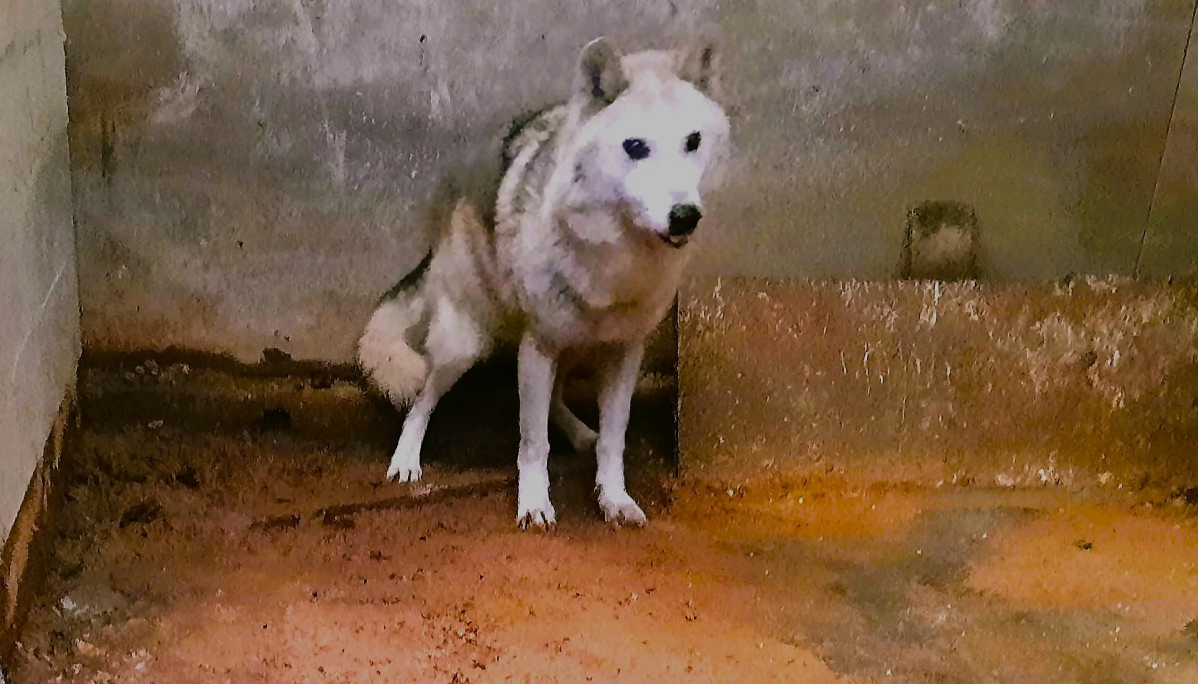 Wolfhond en andere dieren gevonden in Rotterdamse loods zonder licht, water of eten