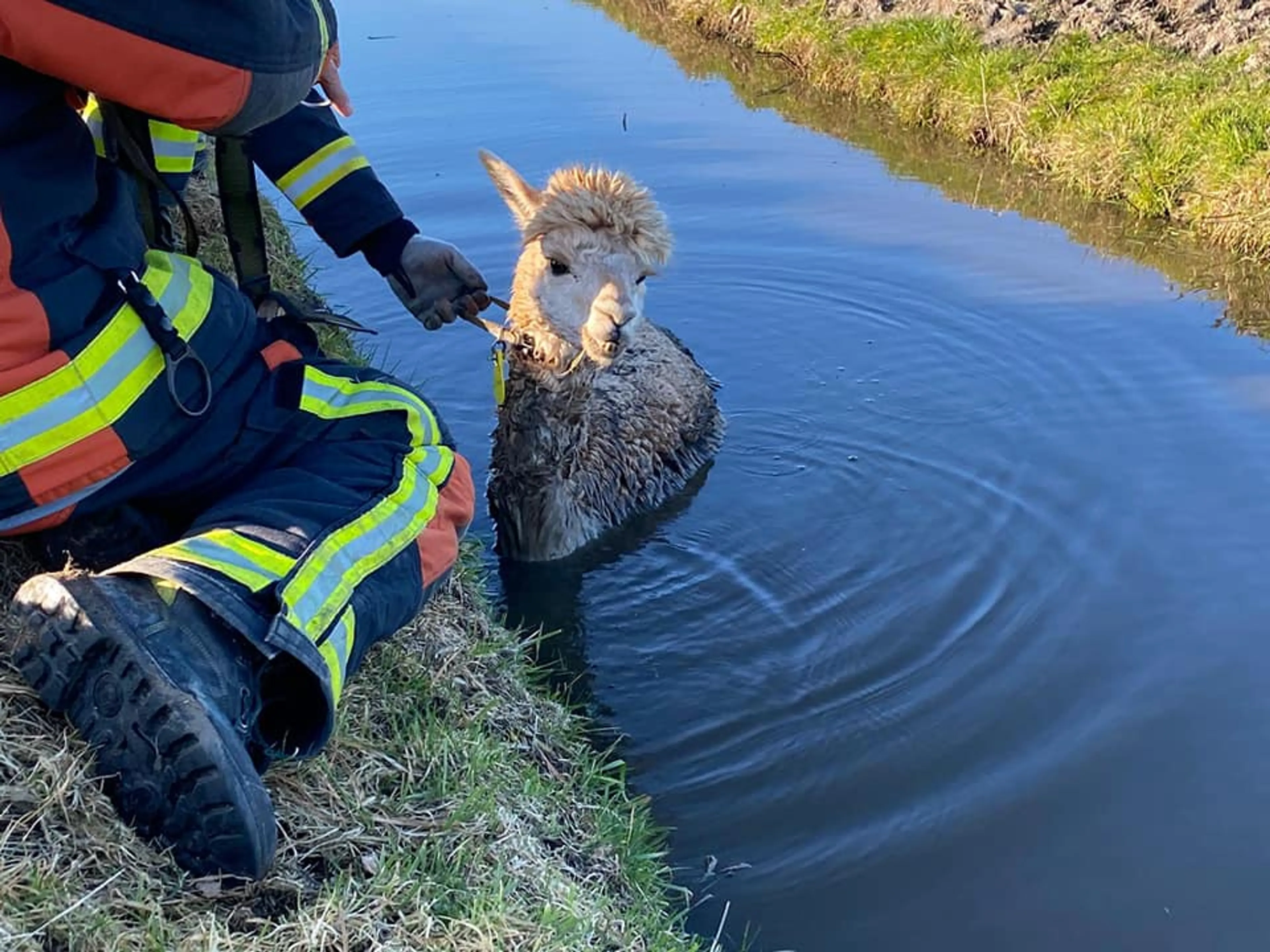 Alpaca Zachera dankt haar leven aan oplettende treinreizigers en de brandweer