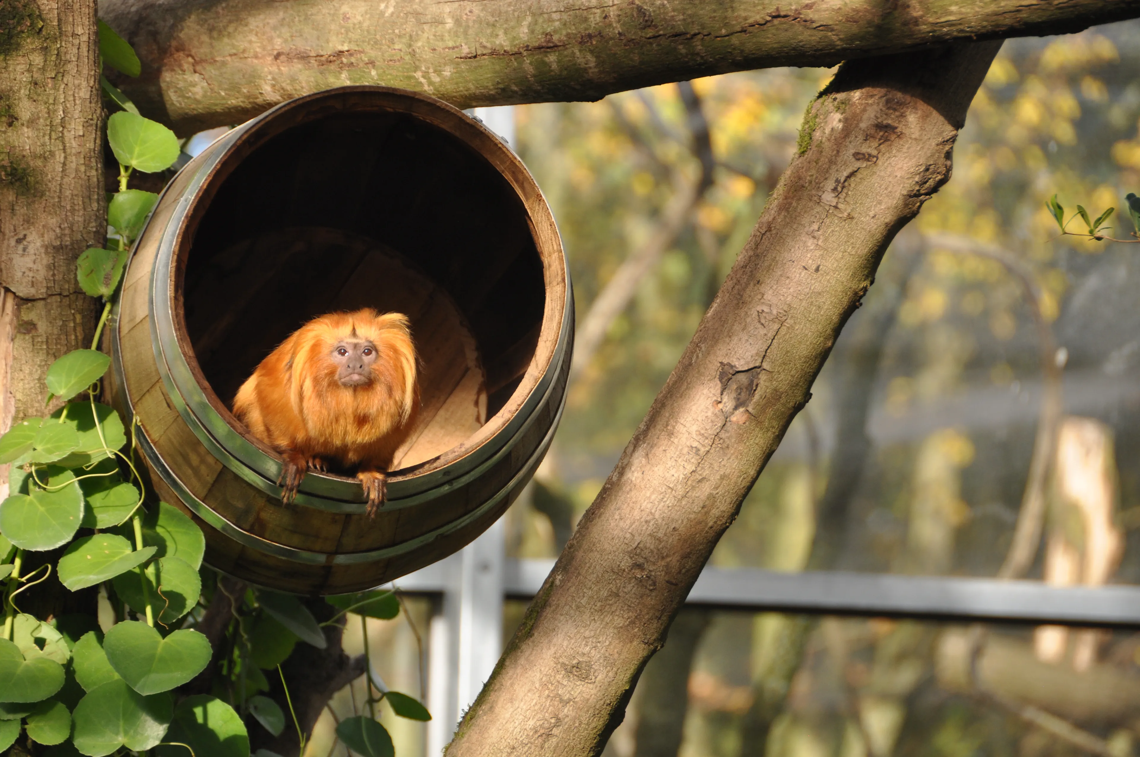 ZooParc verwelkomt drie bijzondere in het wild bedreigde gouden leeuwaapjes