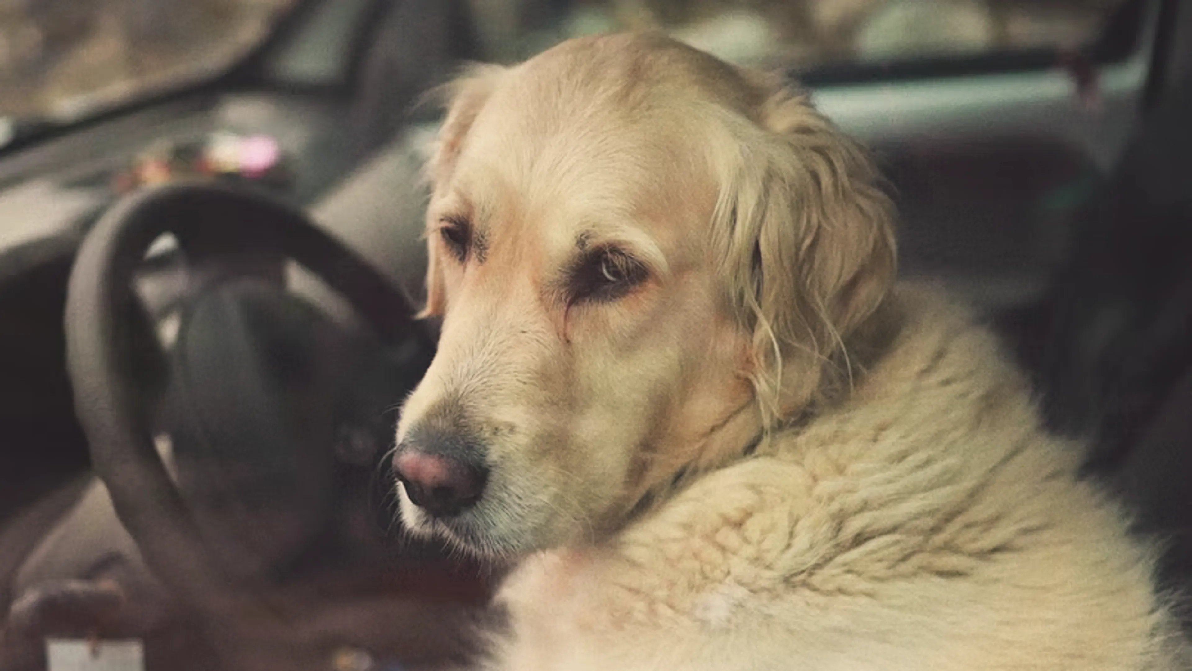 Zie je een hond in een snikhete auto zitten? Zo kun je zijn leven redden