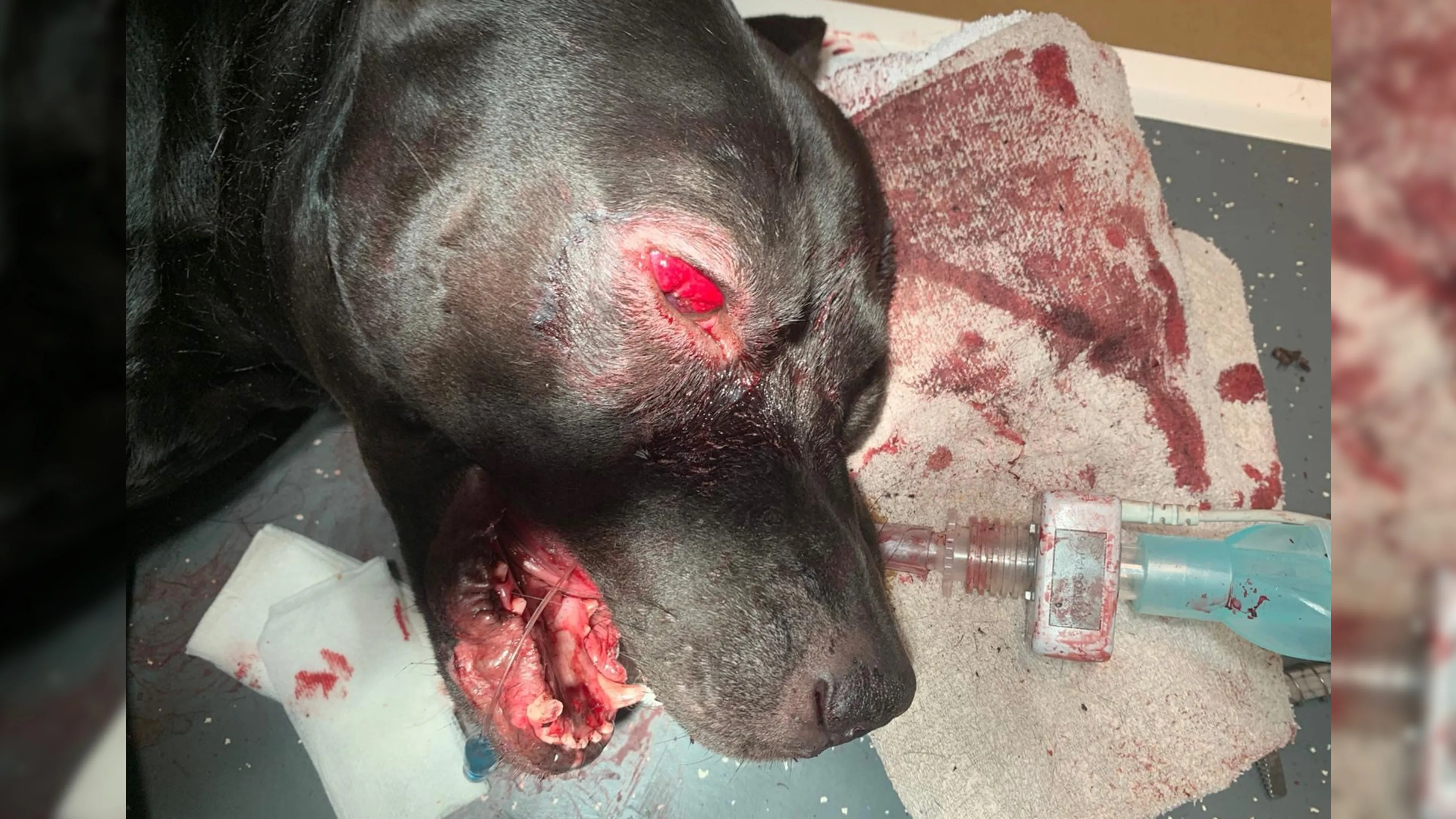 'Agenten hebben onnodig en heftig geweld gebruikt tegen hond Tommy'