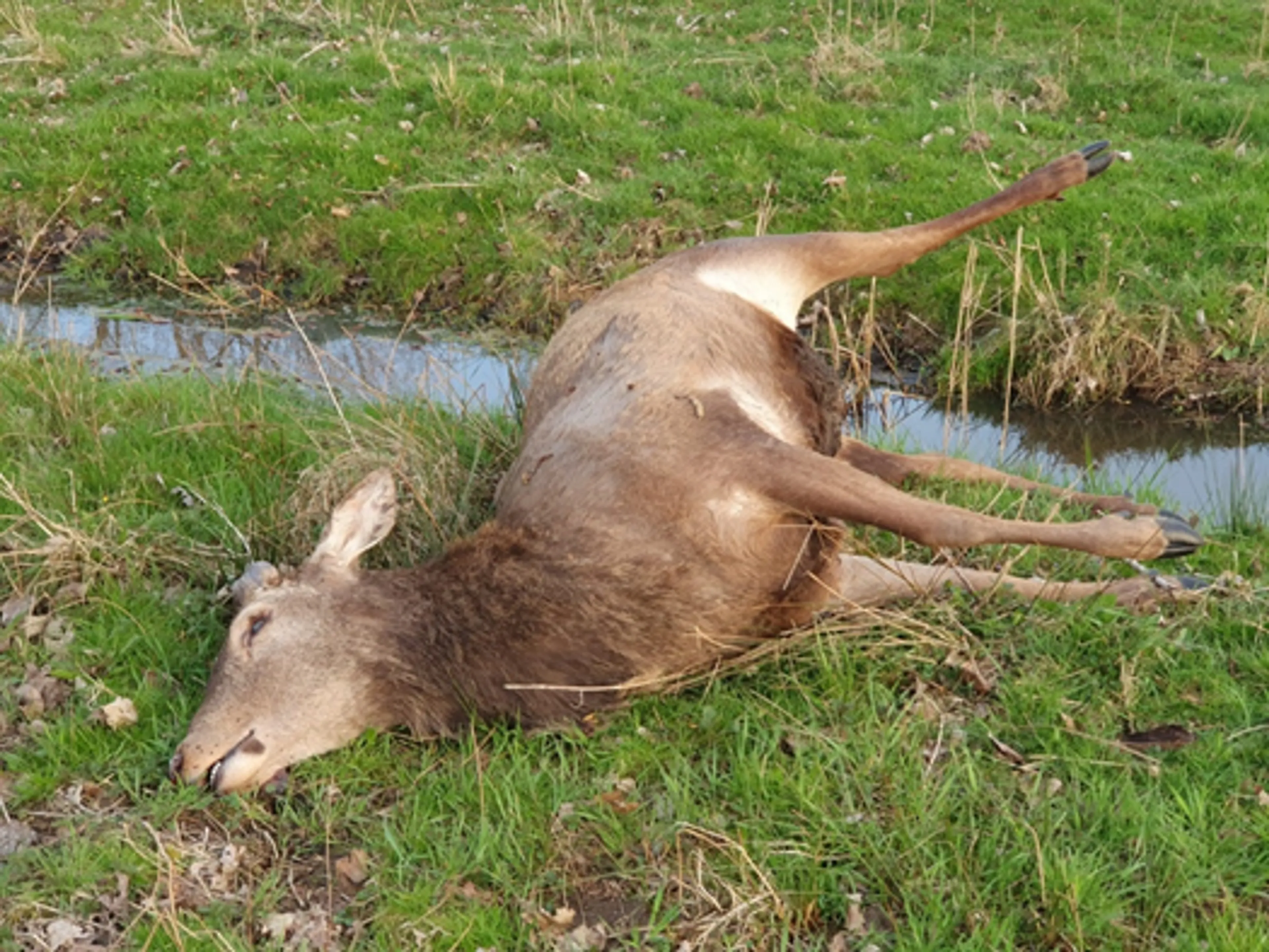 Nietsontziende stropers schieten edelhert dood in natuurgebied bij Liempde