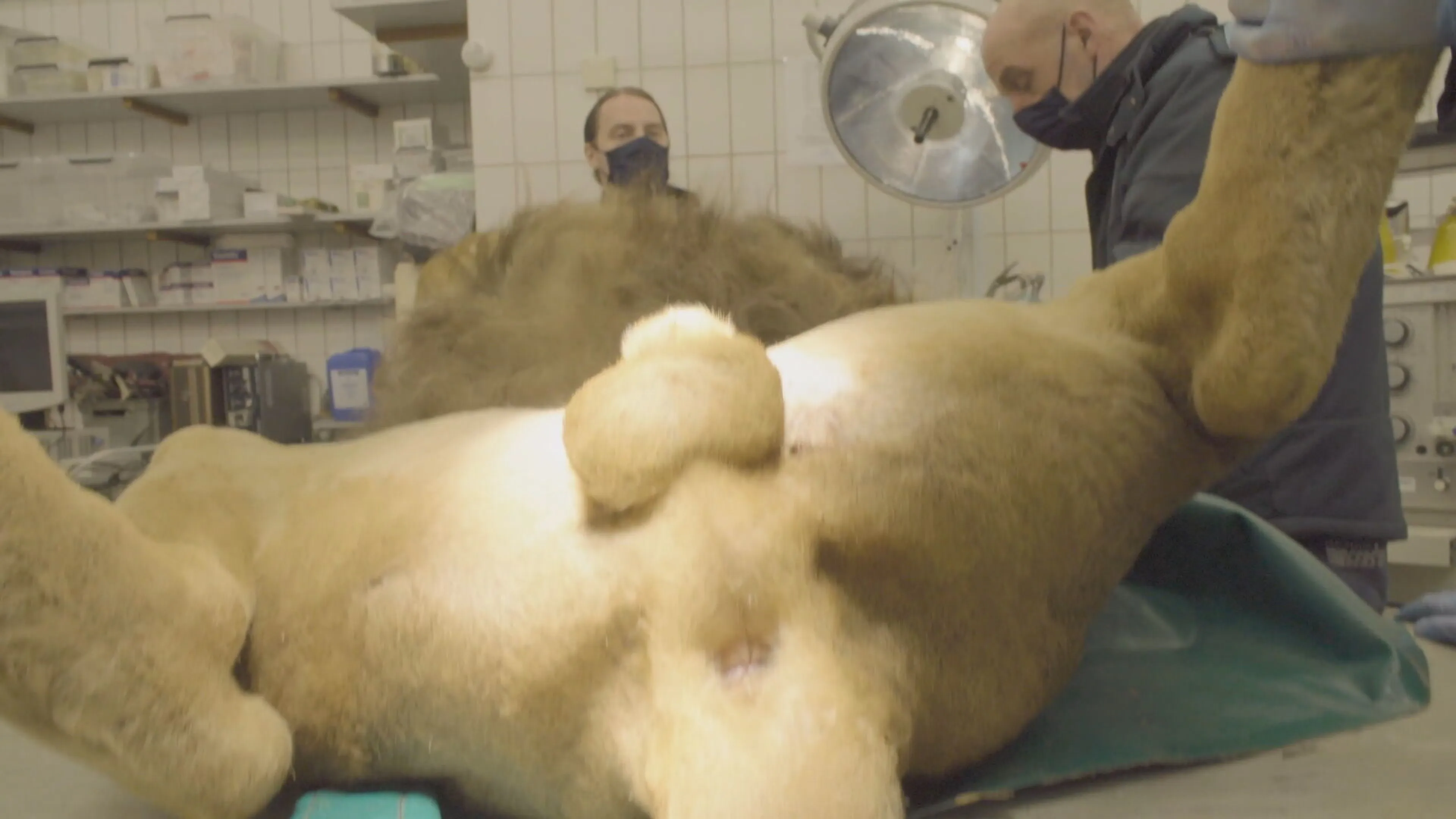 Leeuw Thor uit Burgers' Zoo raakt toegang tot zijn kroonjuwelen kwijt