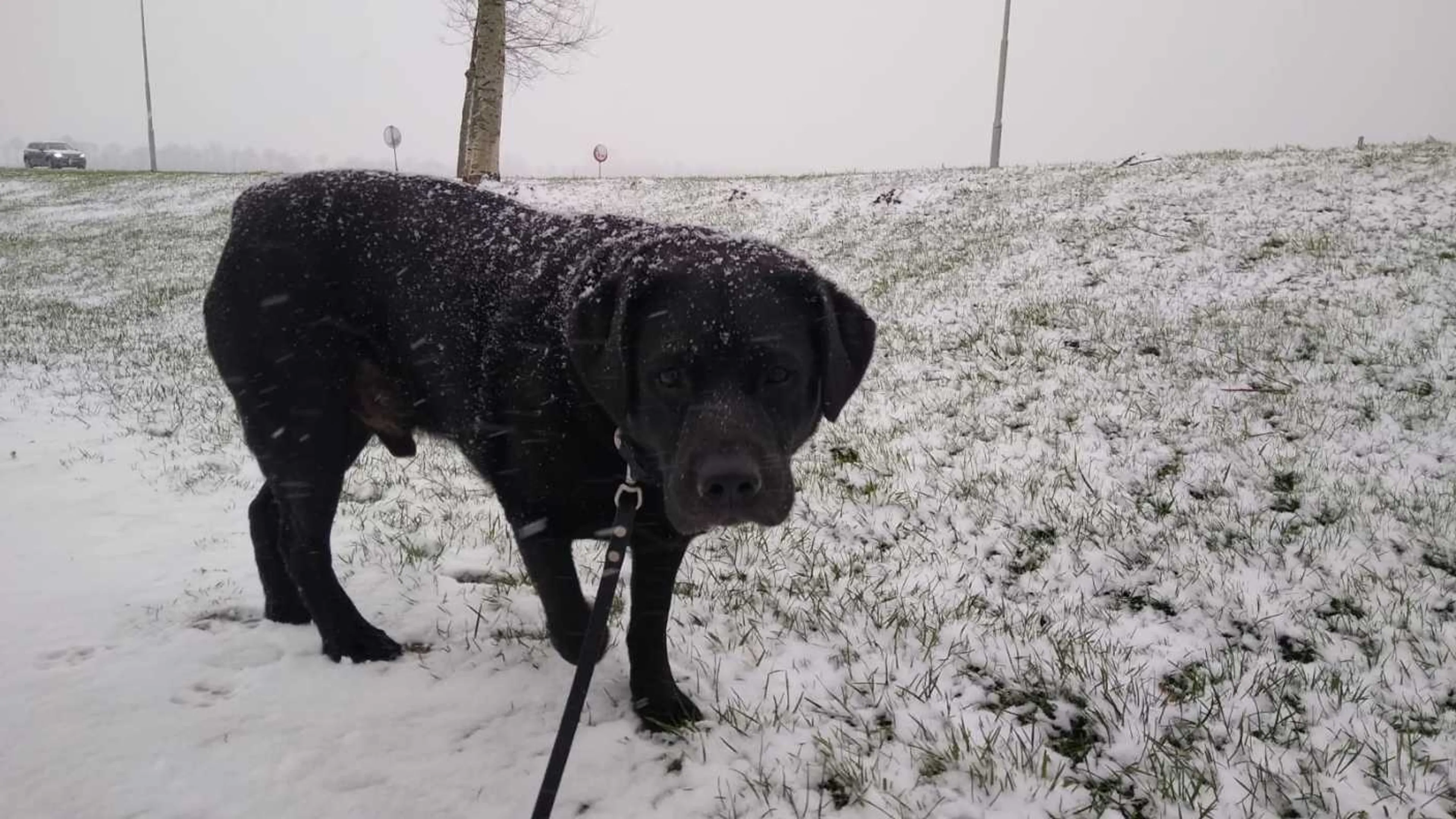 Winters weer op komst: volgende week opnieuw kans op sneeuw