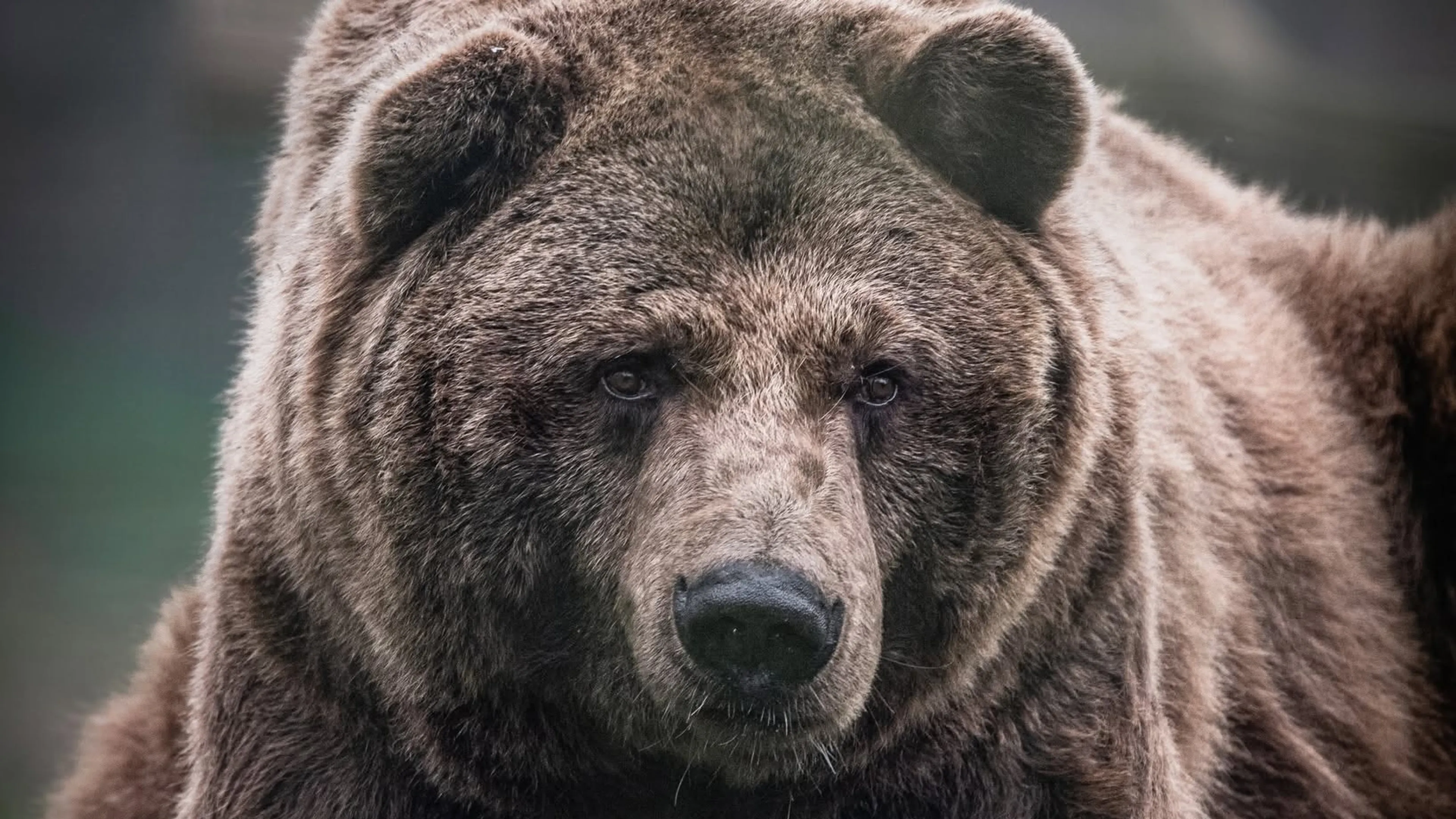 Geredde beer Tosho overleden in Eindhoven Zoo