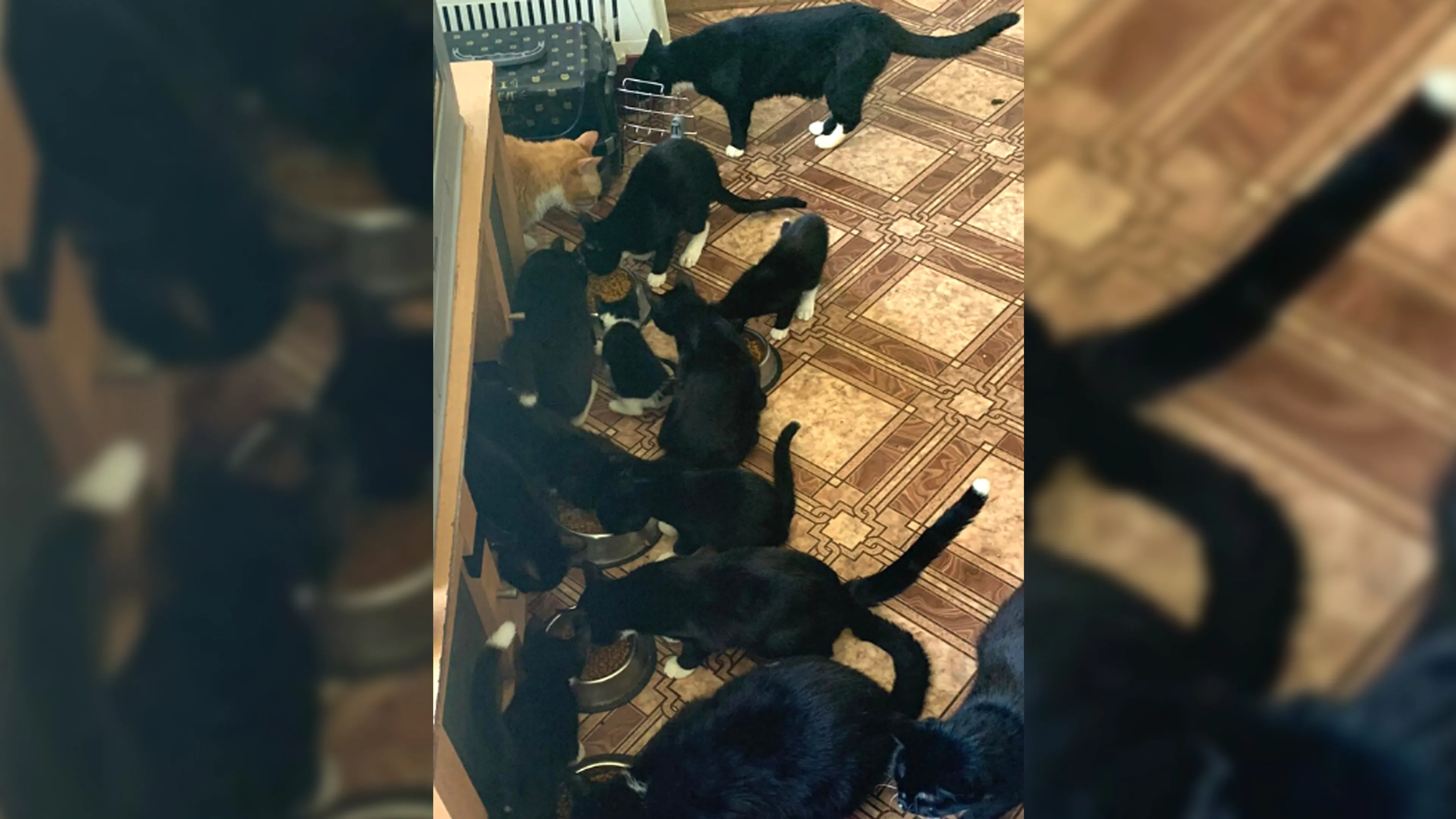 Zwaar verwaarloosde katten uit woning gehaald in Rotterdam: 'Kitten at peuken uit een asbak'