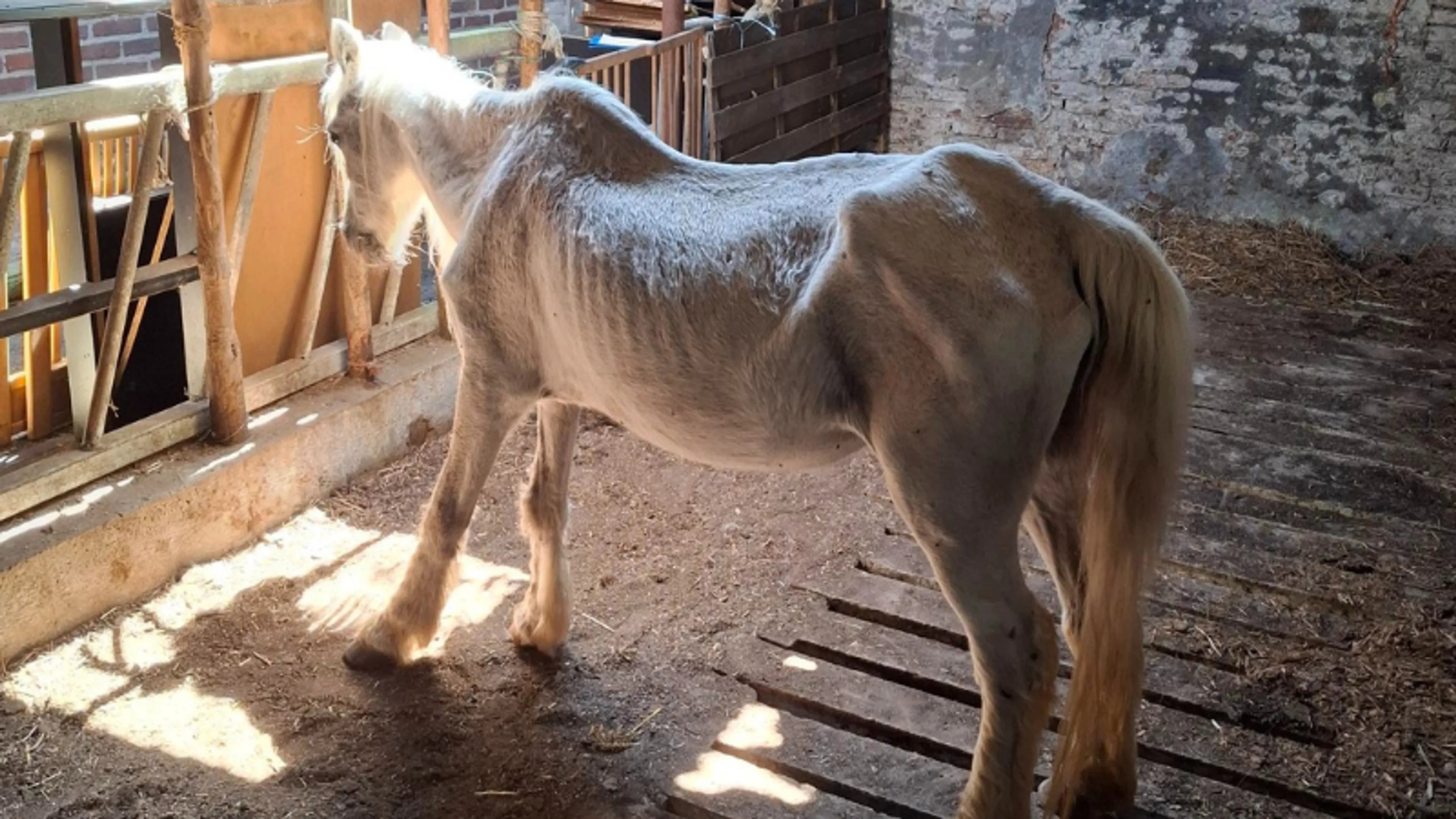 Graatmager paard en pony’s weggehaald: 'Eigenaar weigert zorg'
