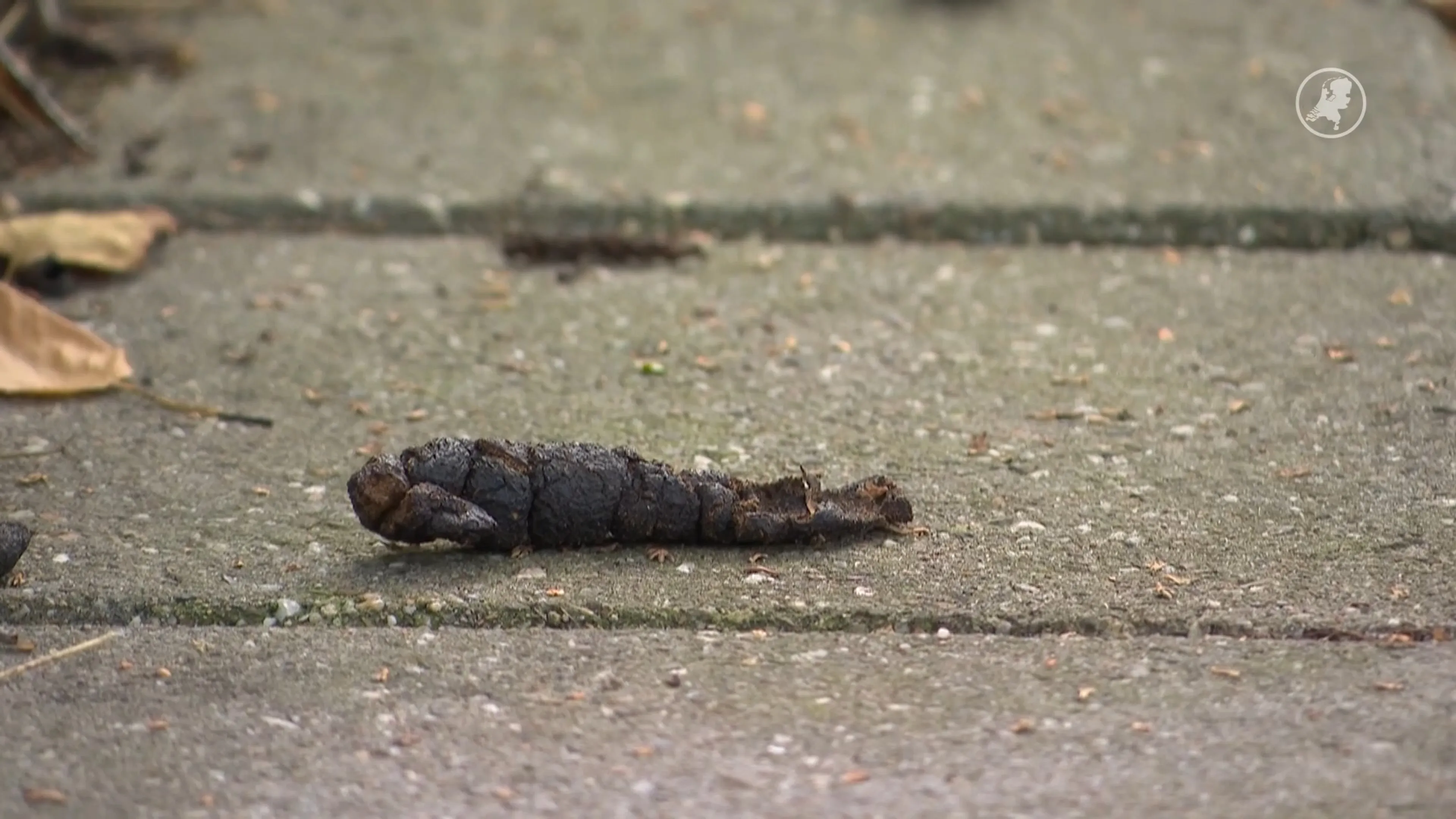 Hondendrol gespot in Venlo? Dat kan je zomaar 50 euro opleveren
