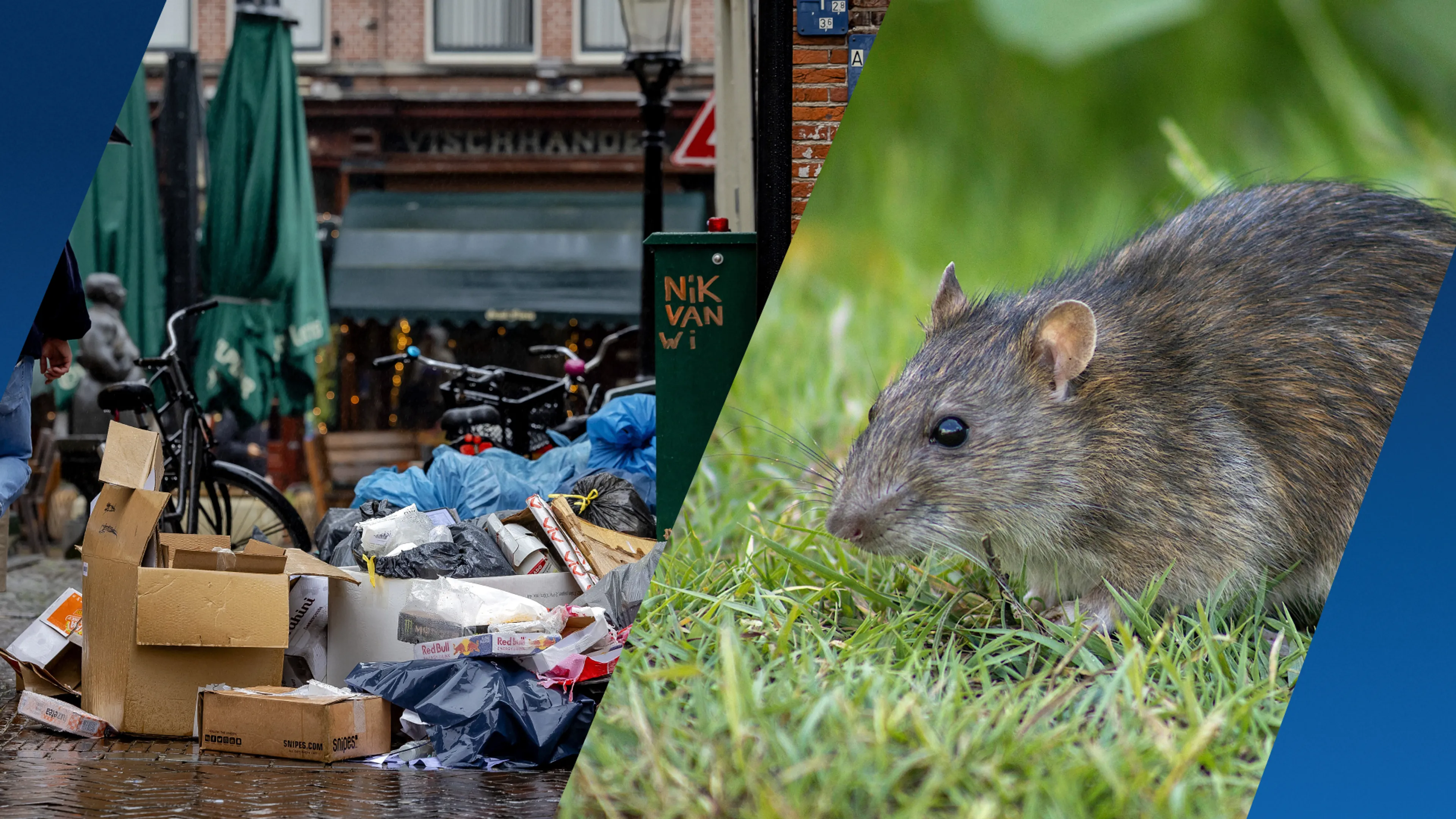 'Toppunt van smerigheid': zo herken je de eerste signalen van een rattenplaag