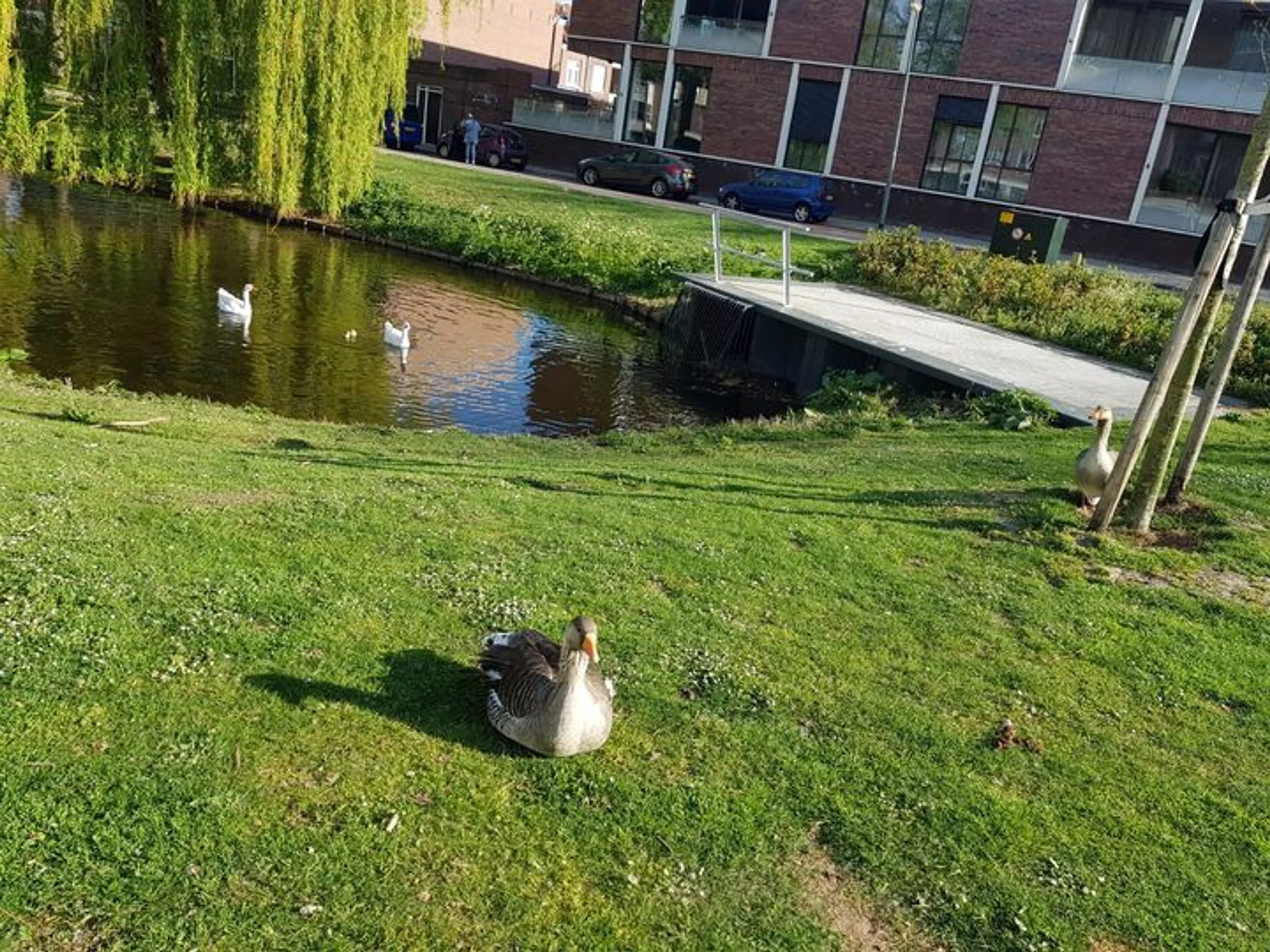 Automobilist rijdt 'met opzet' in op groep ganzen