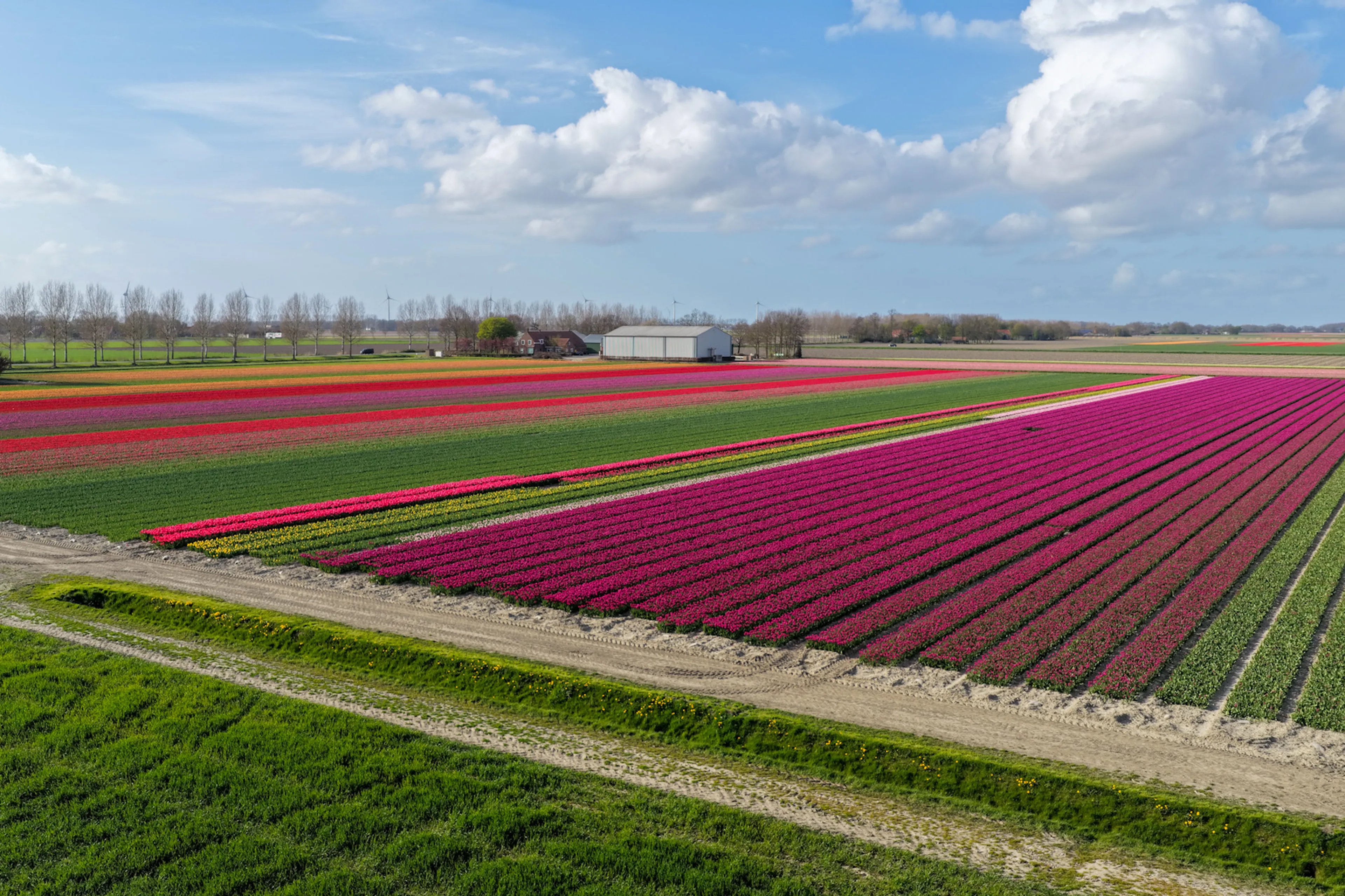 ZIEN: Eerste tulpenvelden in bloei leveren prachtige plaatjes op