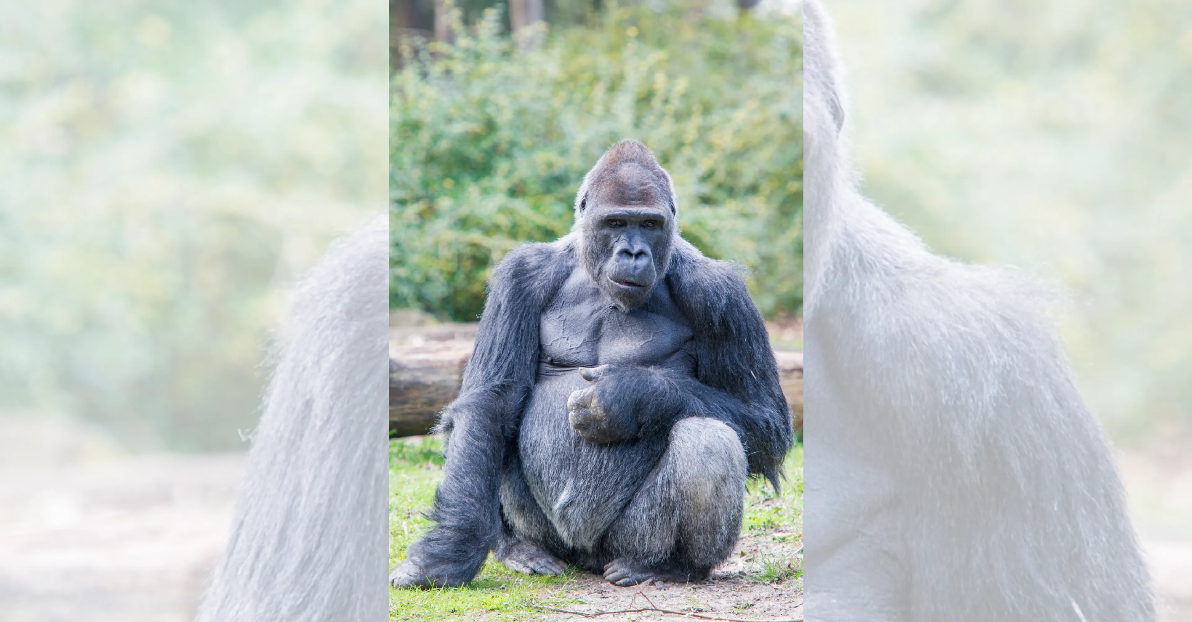 Gorilla Bao Bao (40) overleden in Apenheul