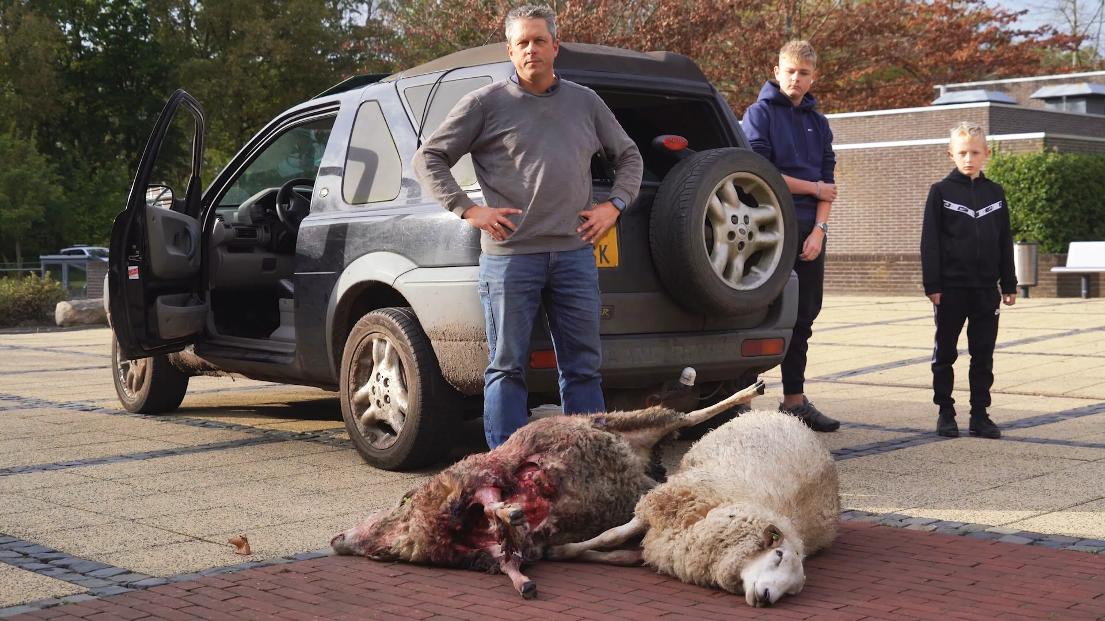 Radeloze boer legt door wolf gedode schapen voor provinciehuis
