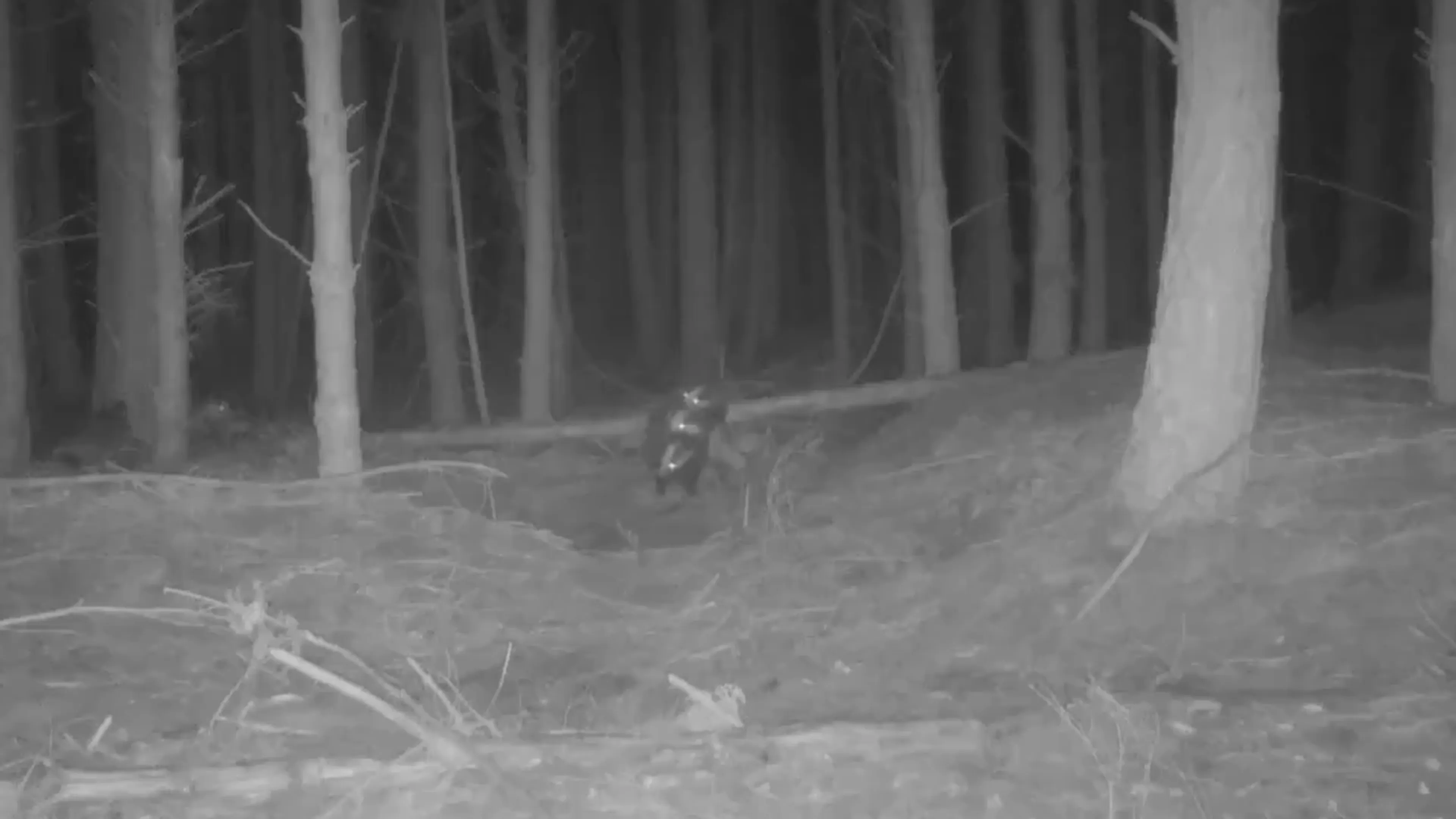 ZIEN: Dassen hebben trio diep in de Drentse bossen