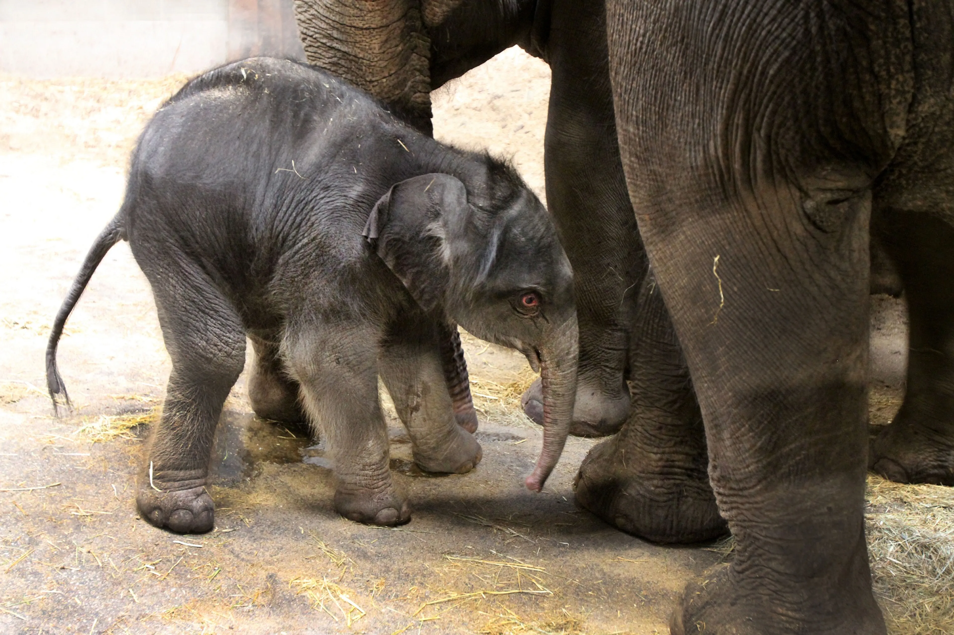 Olifantje komt in één minuut ter wereld in dierentuin Artis