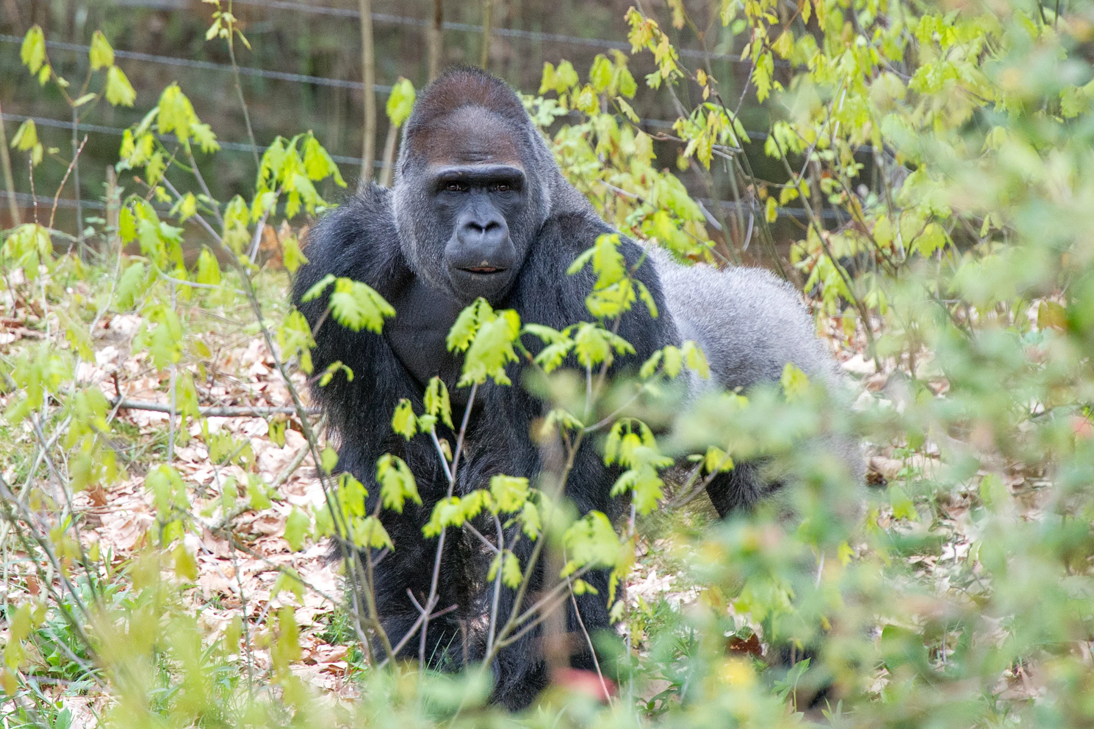 Apenheul viert verjaardag gorilla Bao Bao met online voederpresentatie