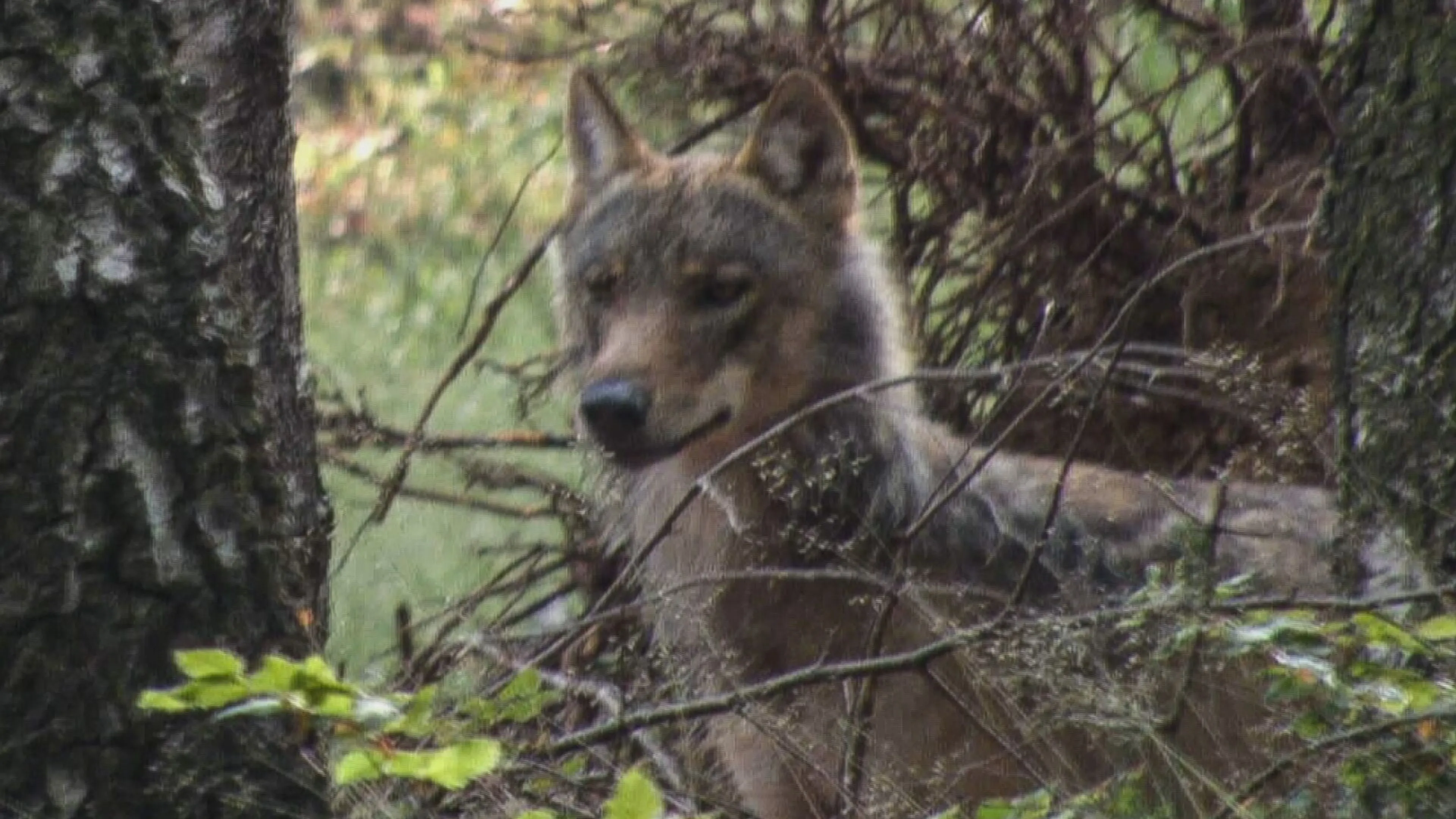 Tamme wolf op de Hoge Veluwe wordt beschoten met paintballgeweer