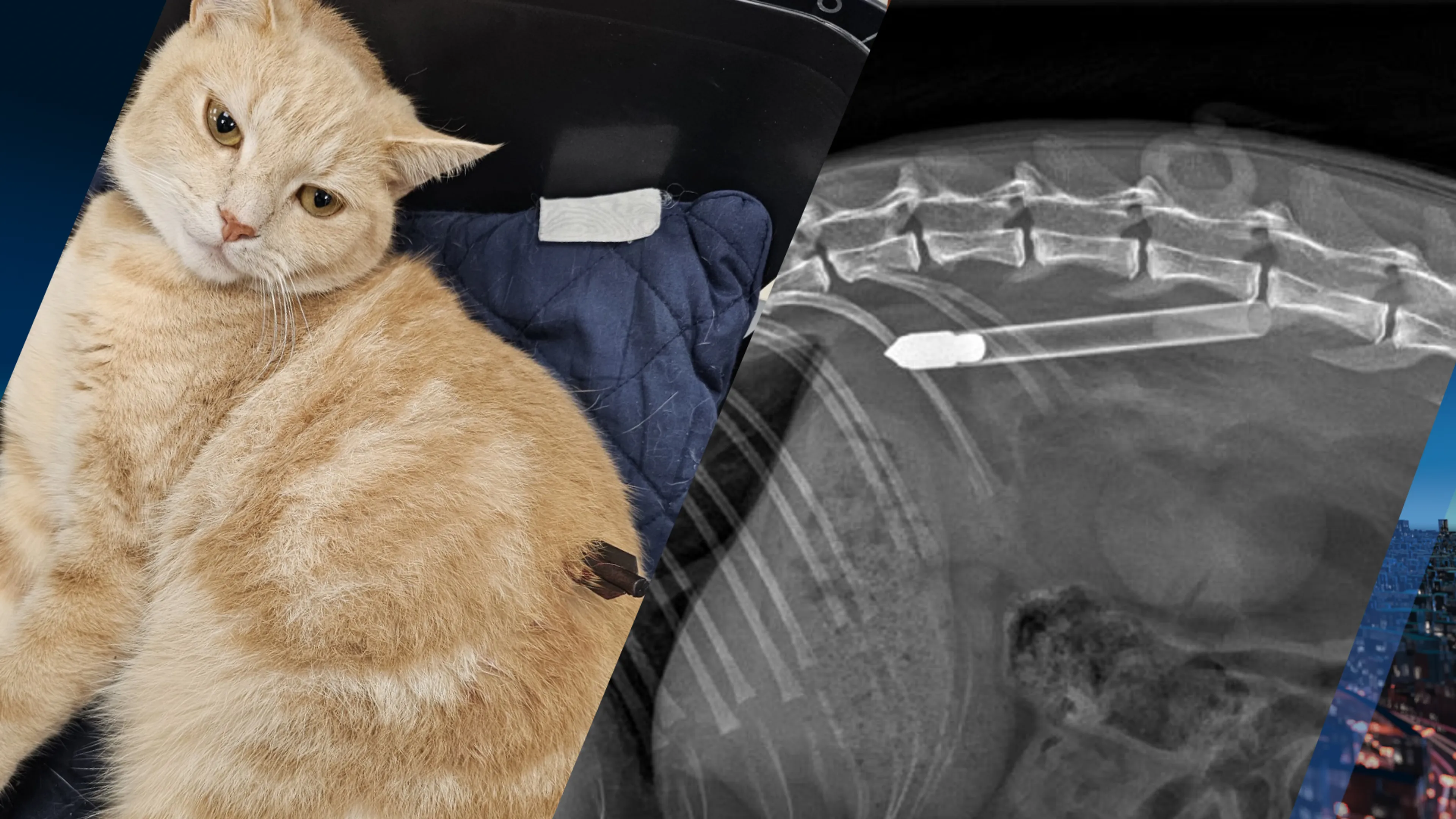Schok in Waddinxveen: kat Whiskey doodgeschoten met pijl