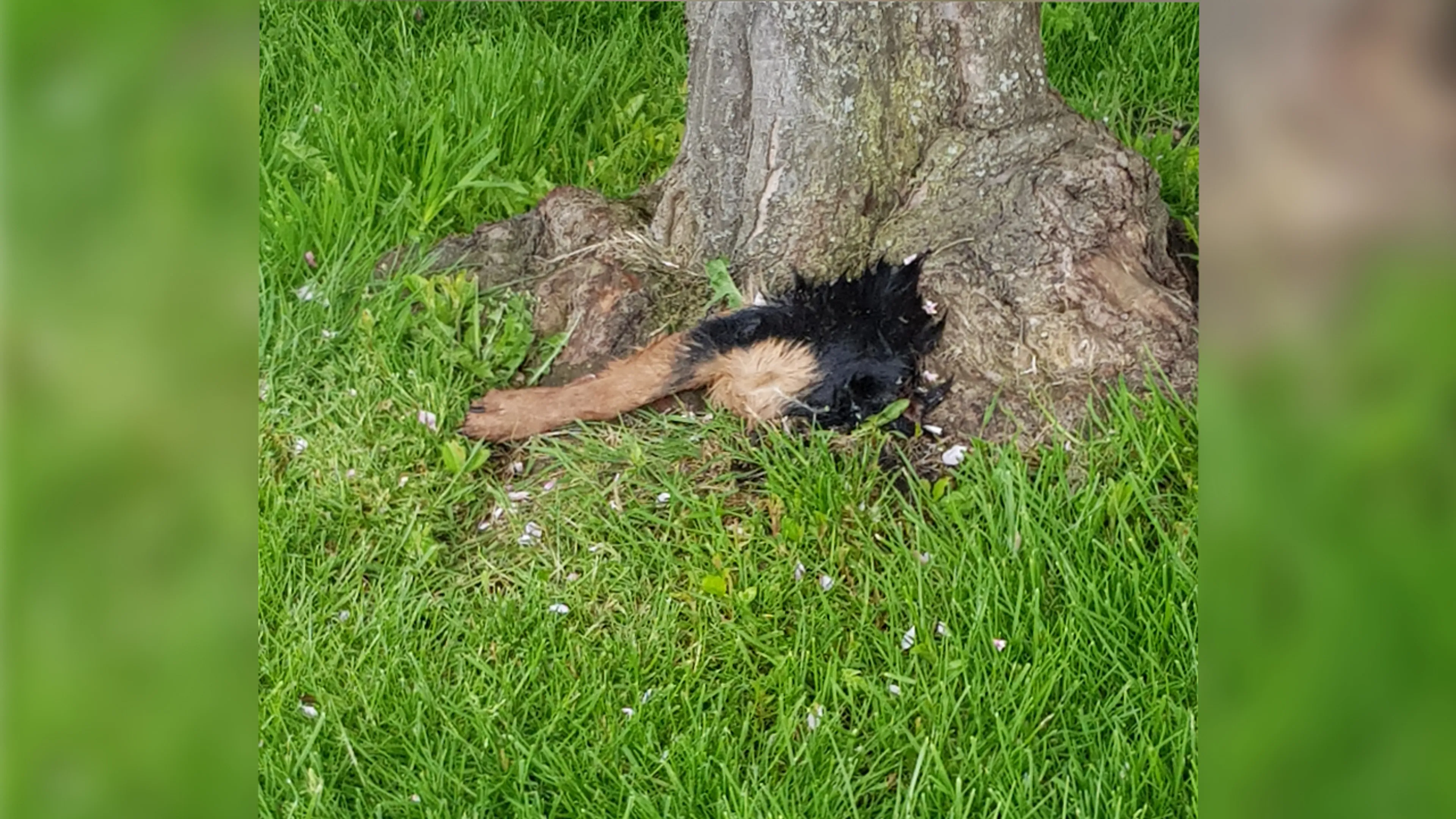 Pootjes van Emmeloordse hond afgehakt door 'mechanisch apparaat'