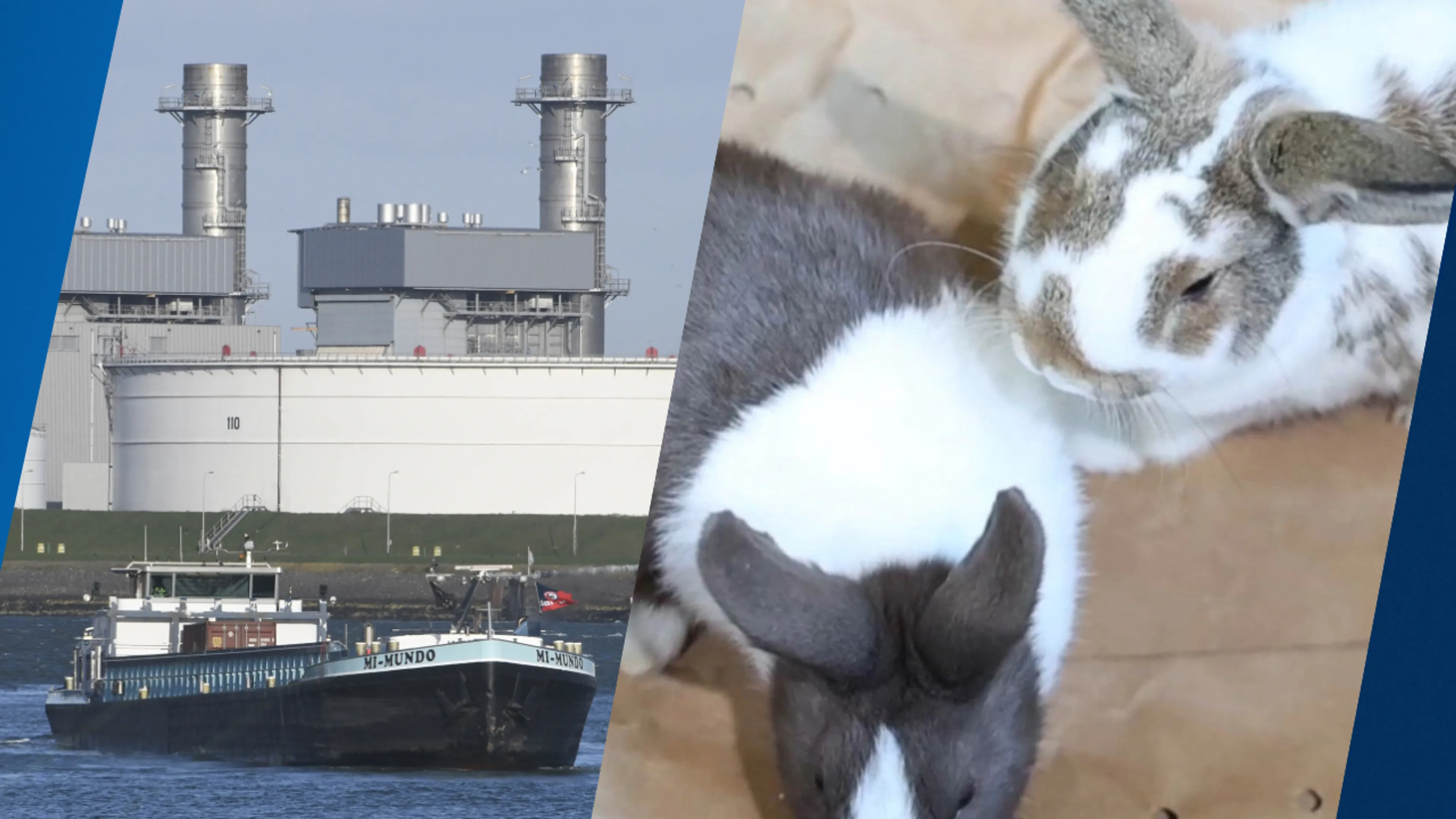 Meer konijnen en Schotse hooglanders helpen Rotterdamse haven