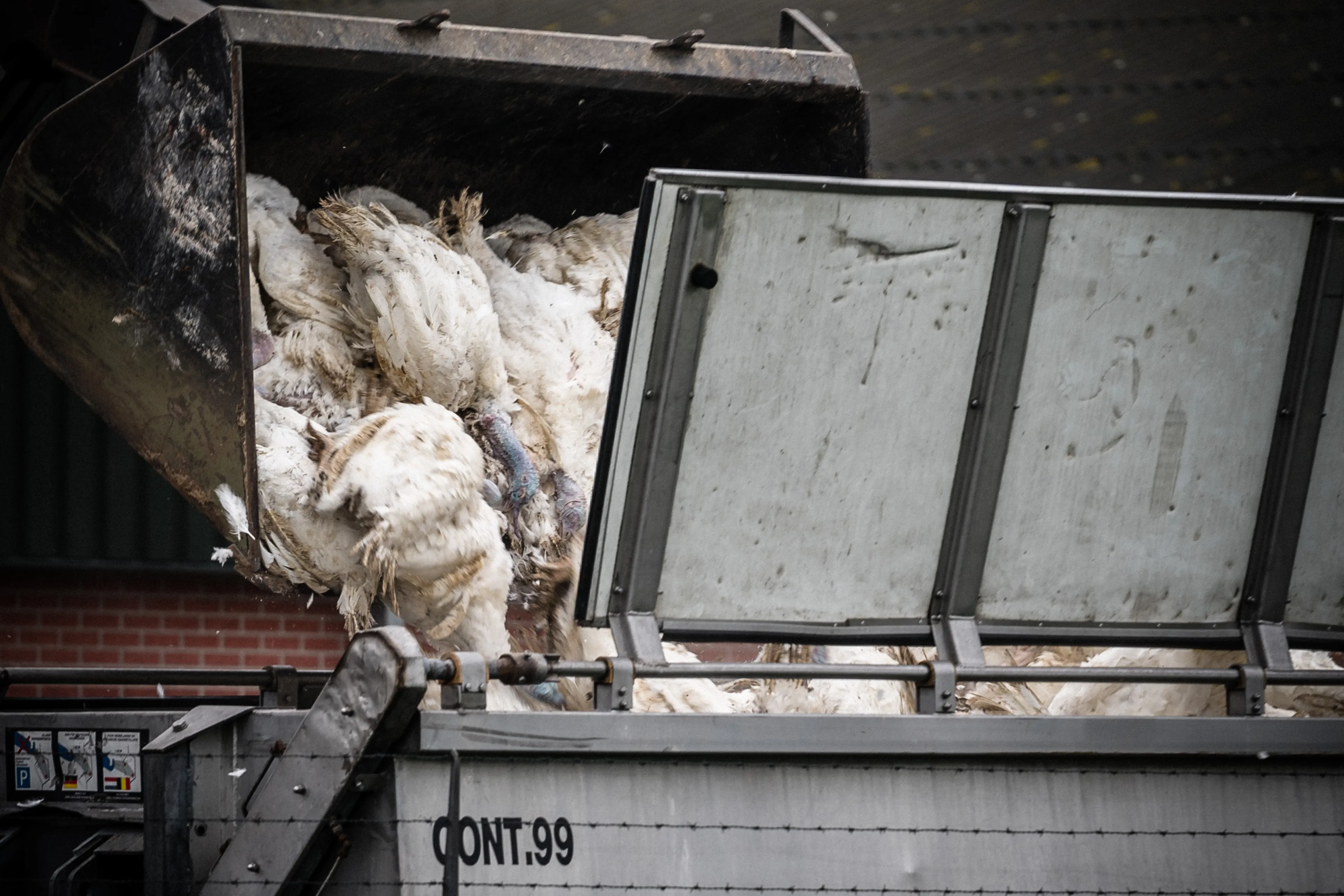 Ruim 50.000 kippen geruimd in Woltersum na vastellen vogelgriep