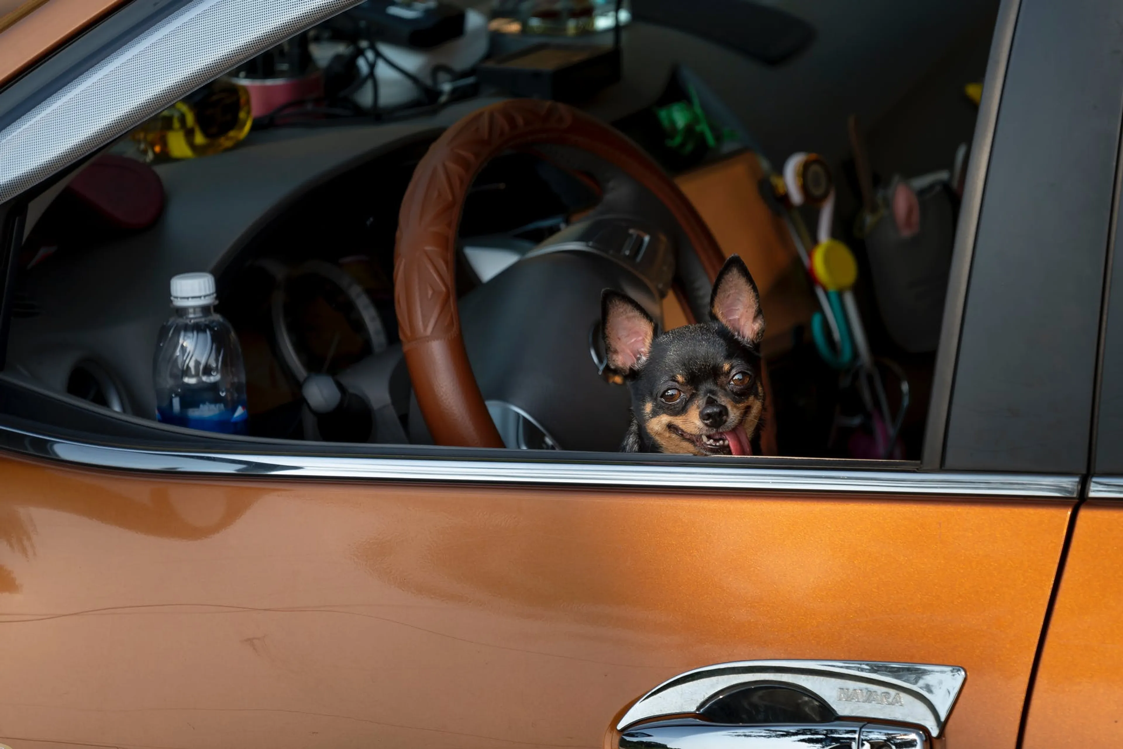 'Hond in hete auto kan al binnen 10 minuten sterven'