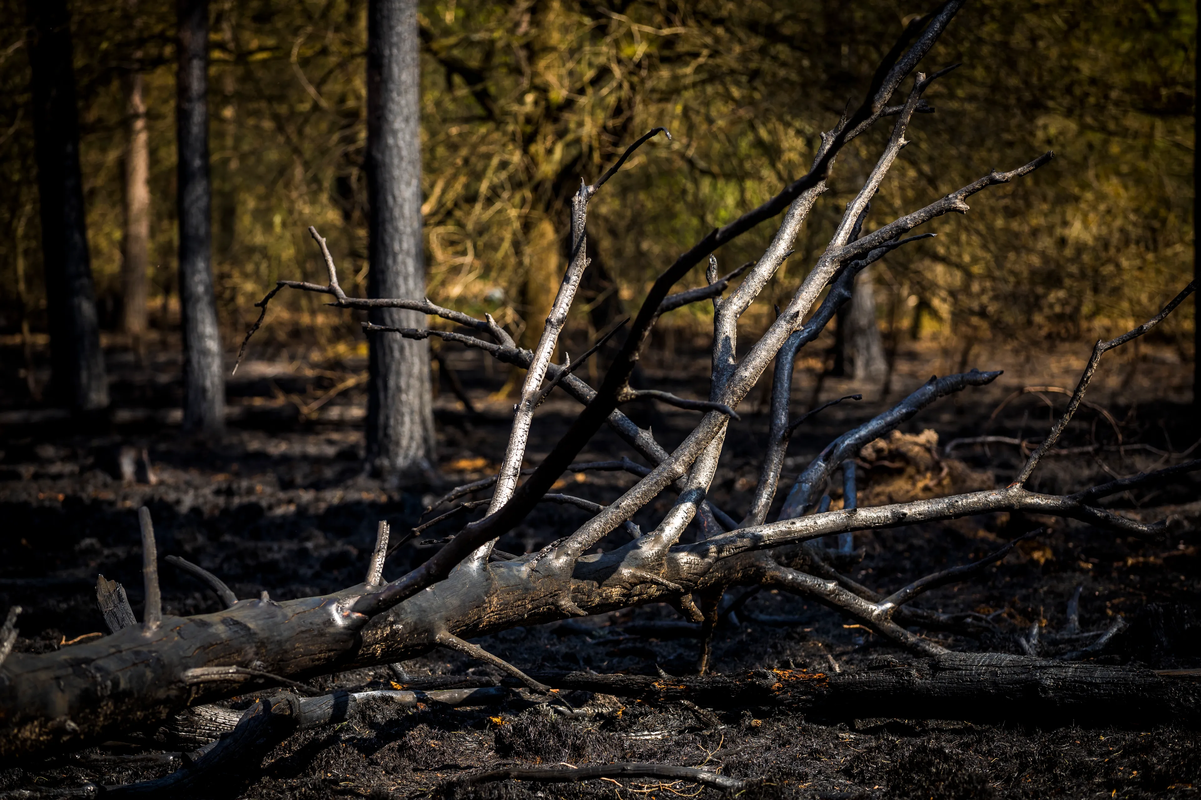 Brand in Nationaal Park de Meinweg is geblust