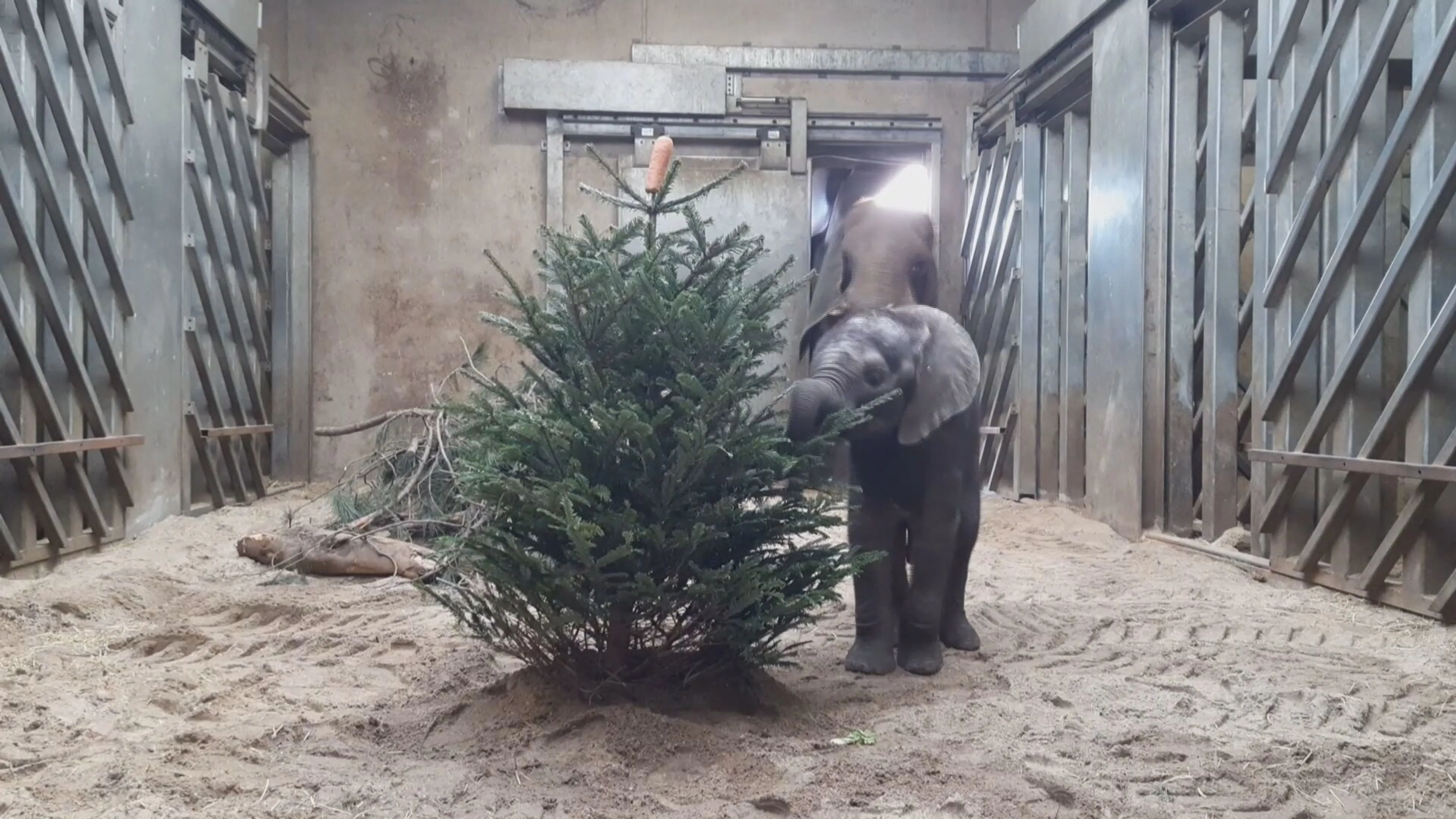 ZIEN: Babyolifant Bumi geniet van zijn eerste kerst