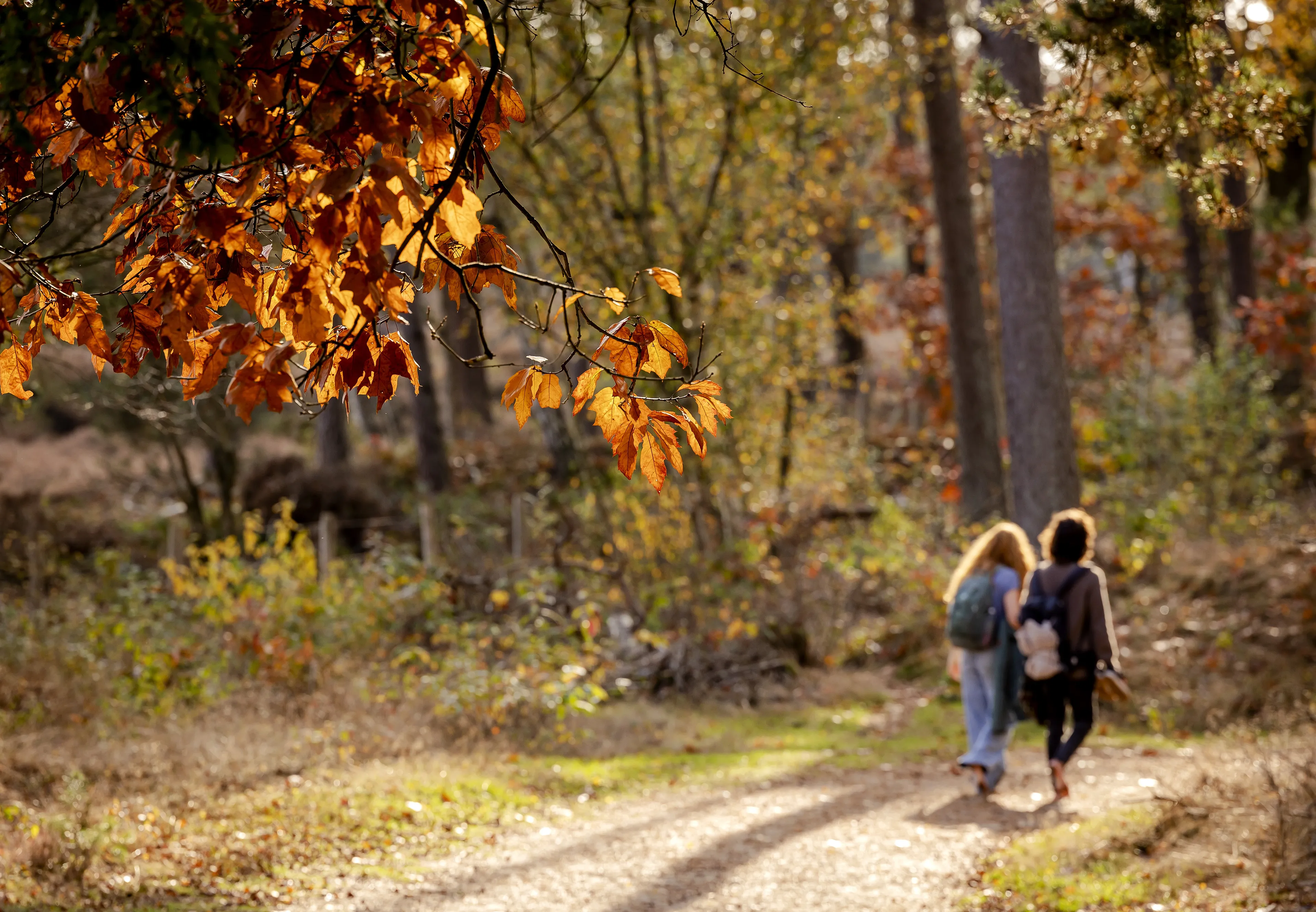 Temperatuur volgende week weer naar beneden, kans op nachtvorst