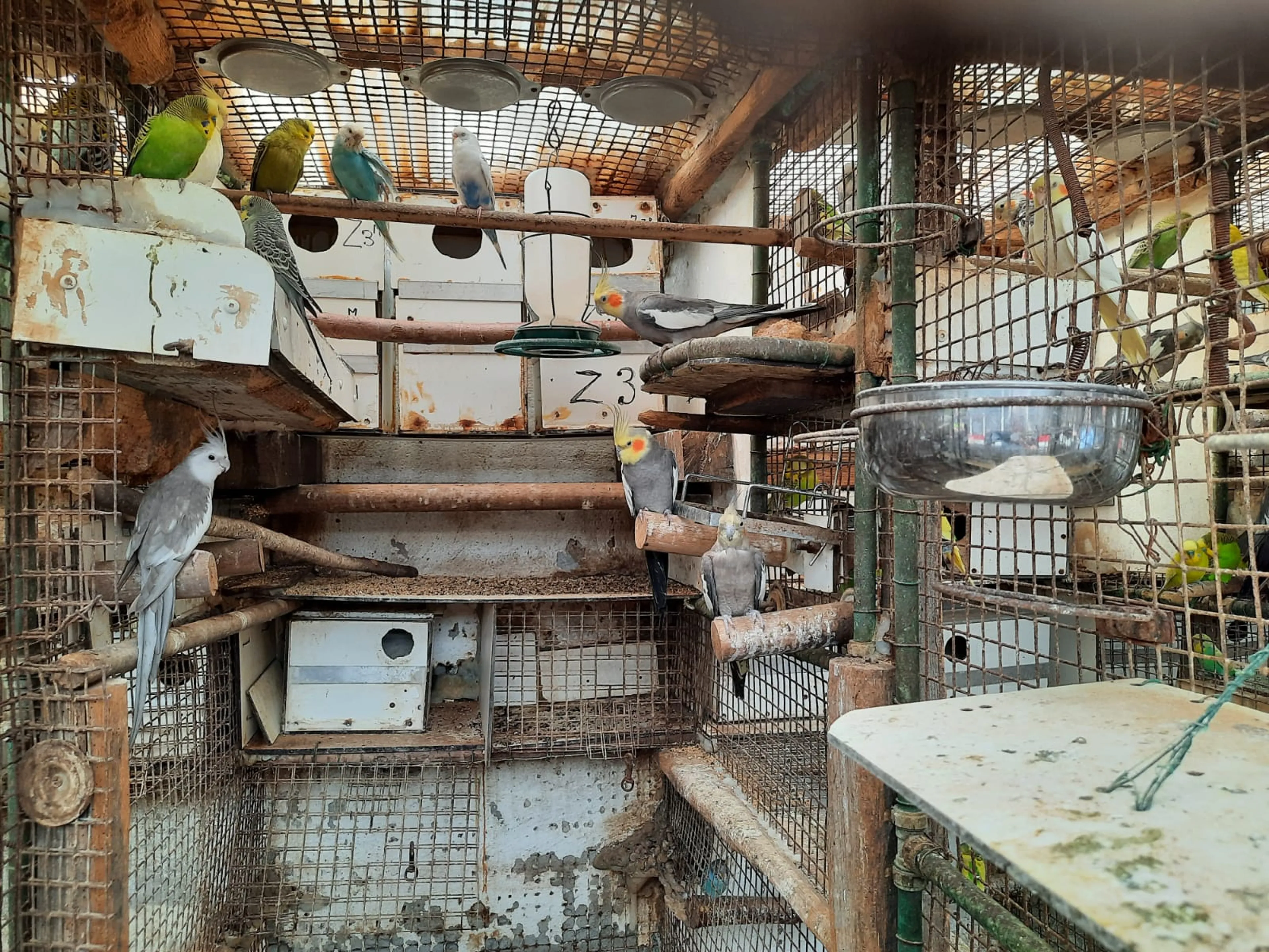 Honderden verwaarloosde vogels aangetroffen in te krappe en smerige volière