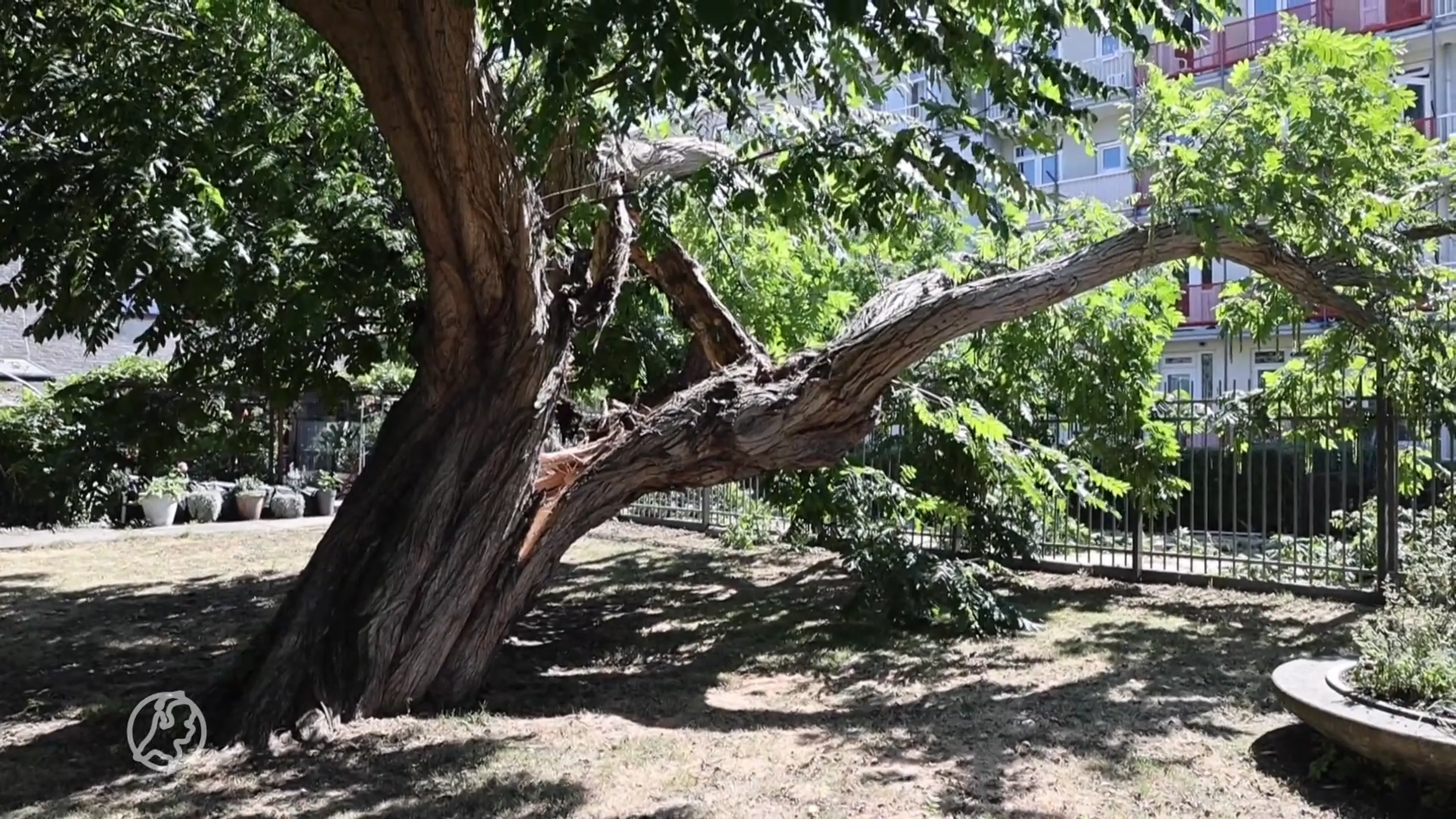 Waarom zijn deze bomen in Almere opeens wit geverfd?