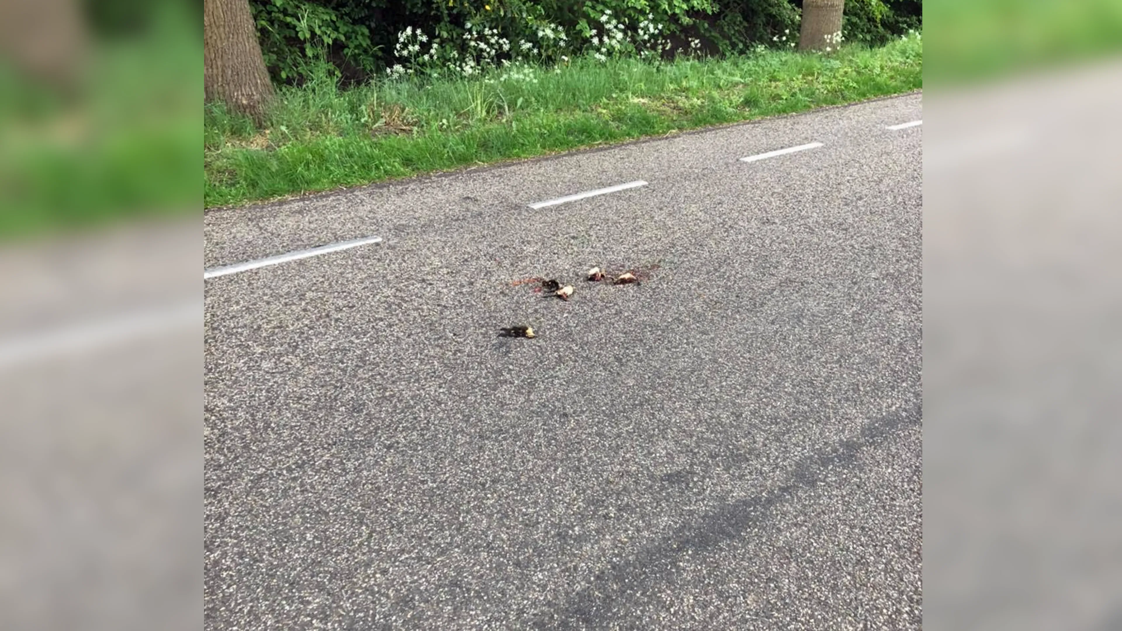 Rijleraar woest om 'expres platgereden baby eendjes'