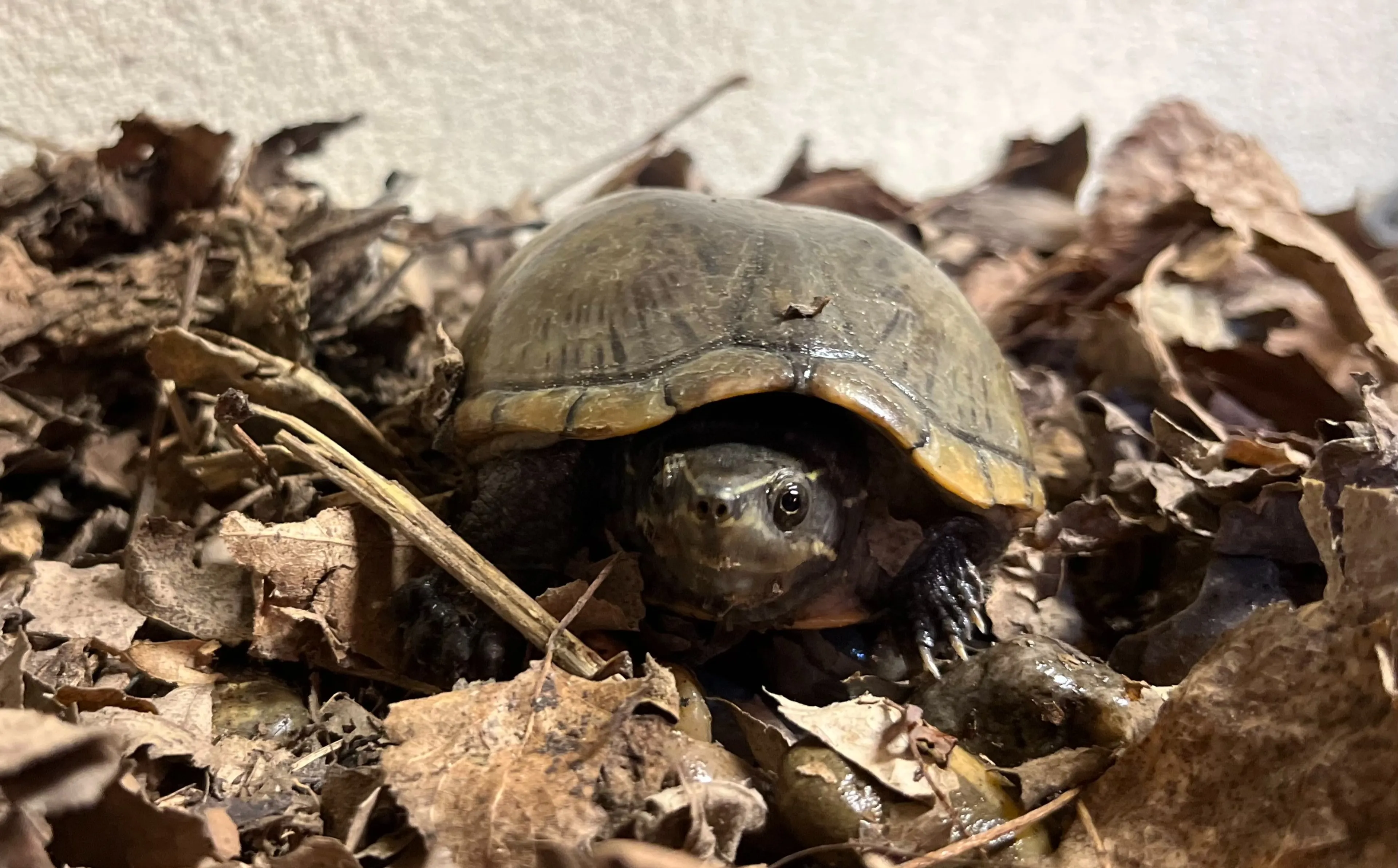 Verwaarloosde schildpadden uit woning Vlaardingen gehaald na meerdere waarschuwingen